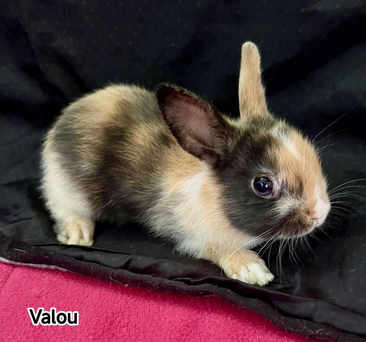 VALOU
