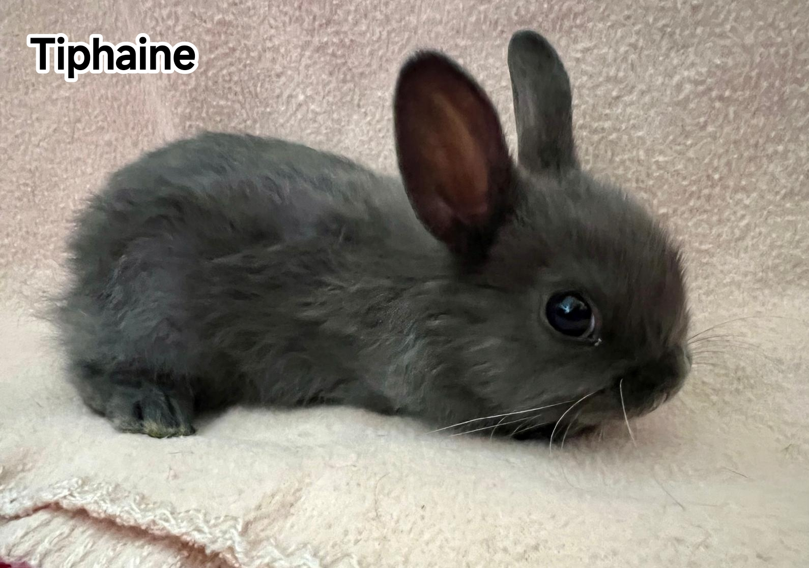 TIPHAINE