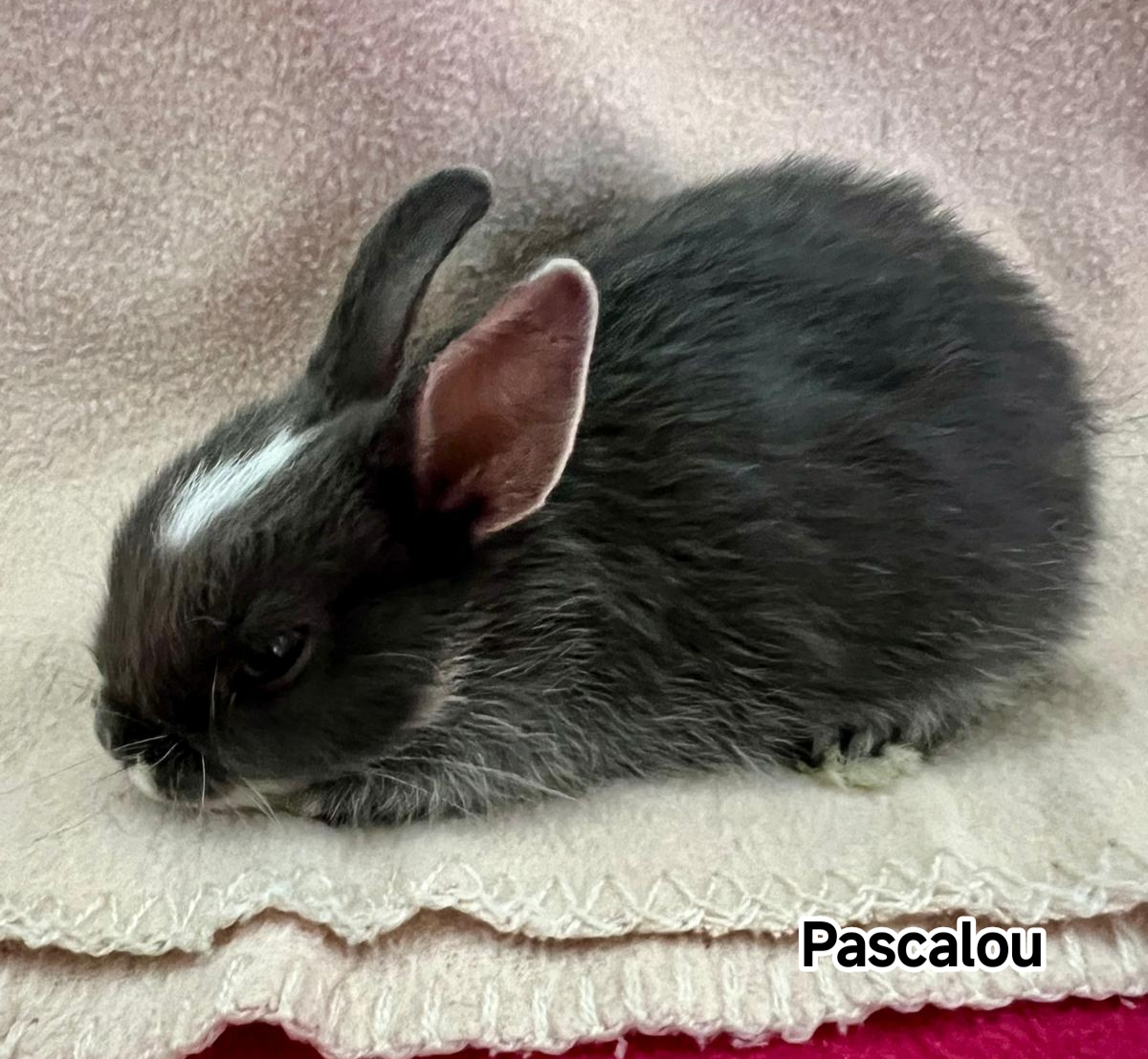 PASCALOU