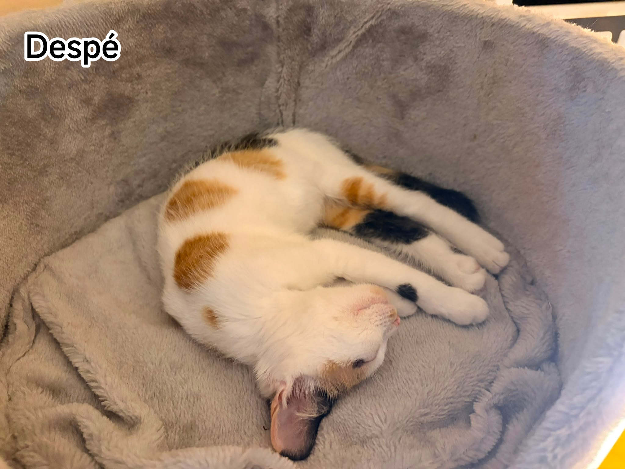 DESPE