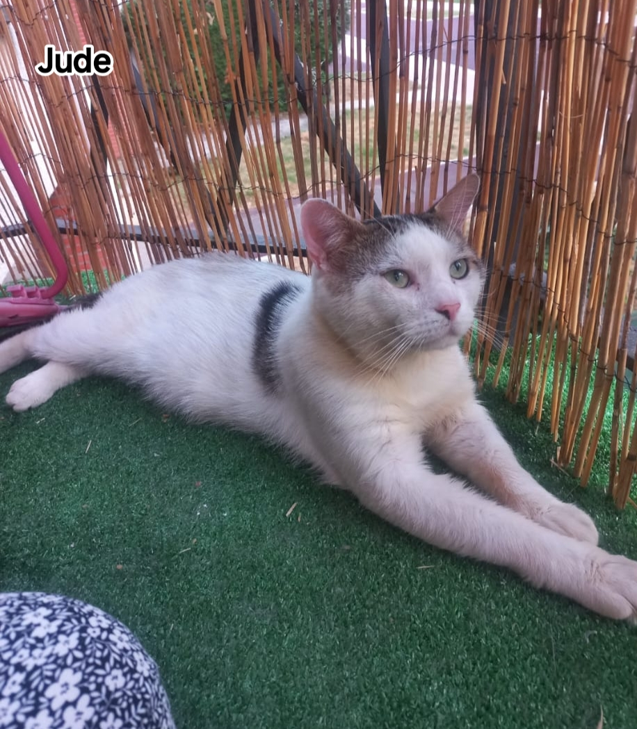 JUDE