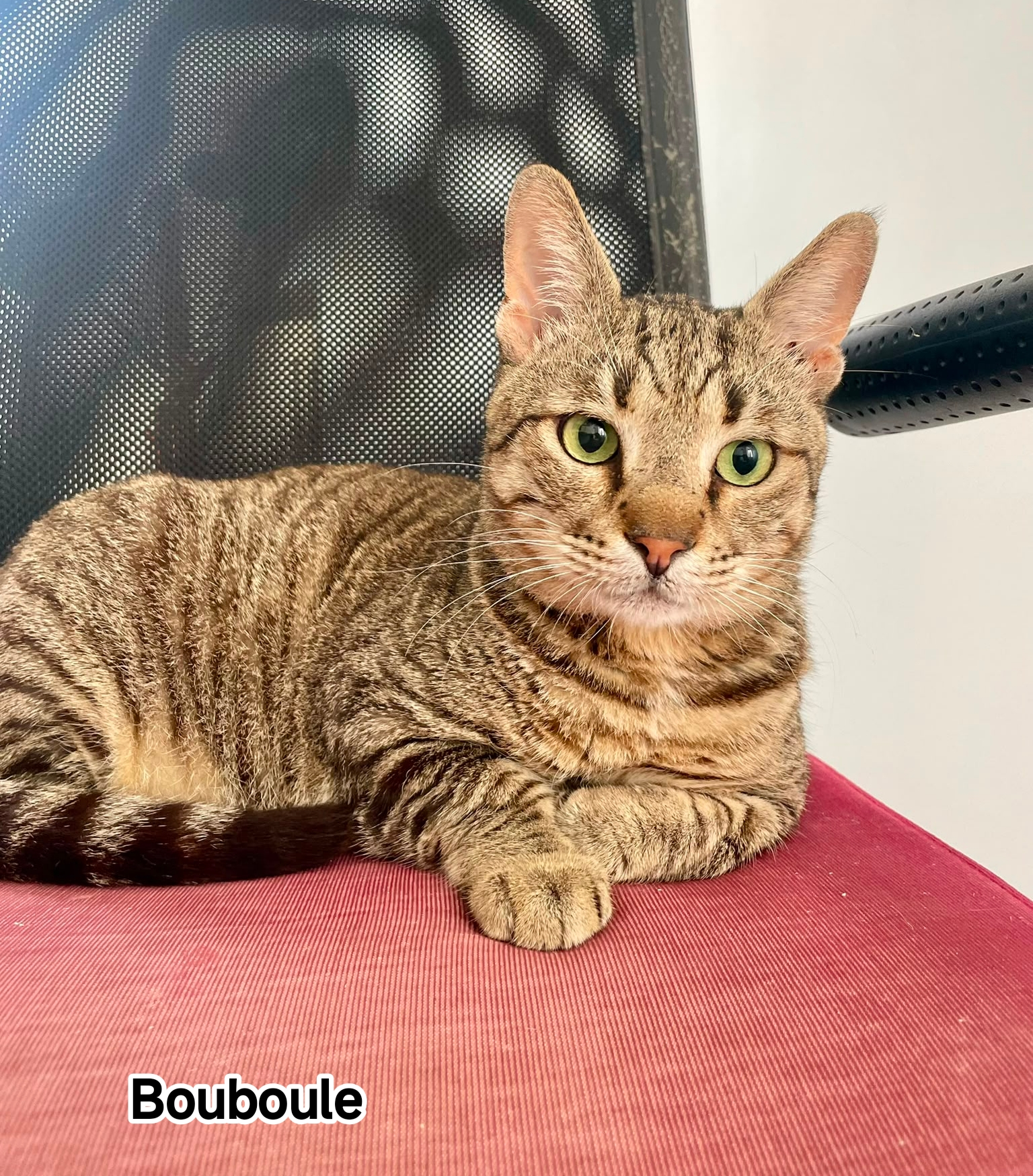 BOUBOULE