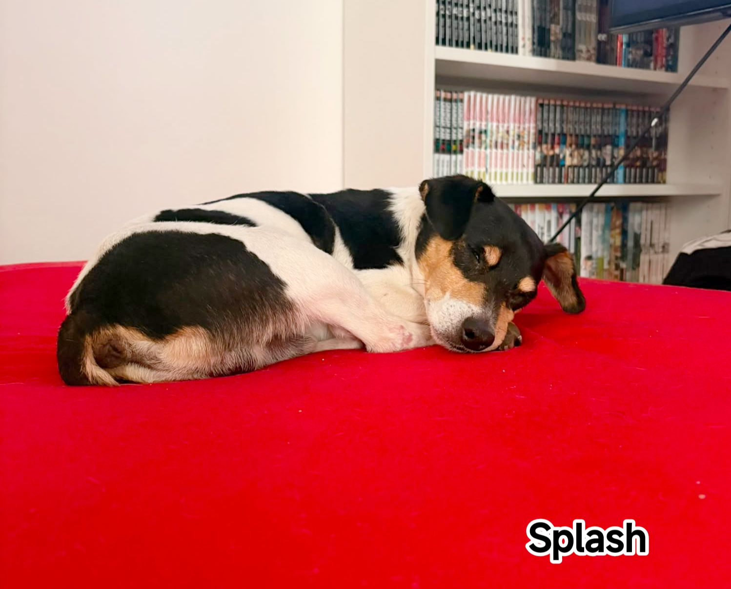 SPLASH