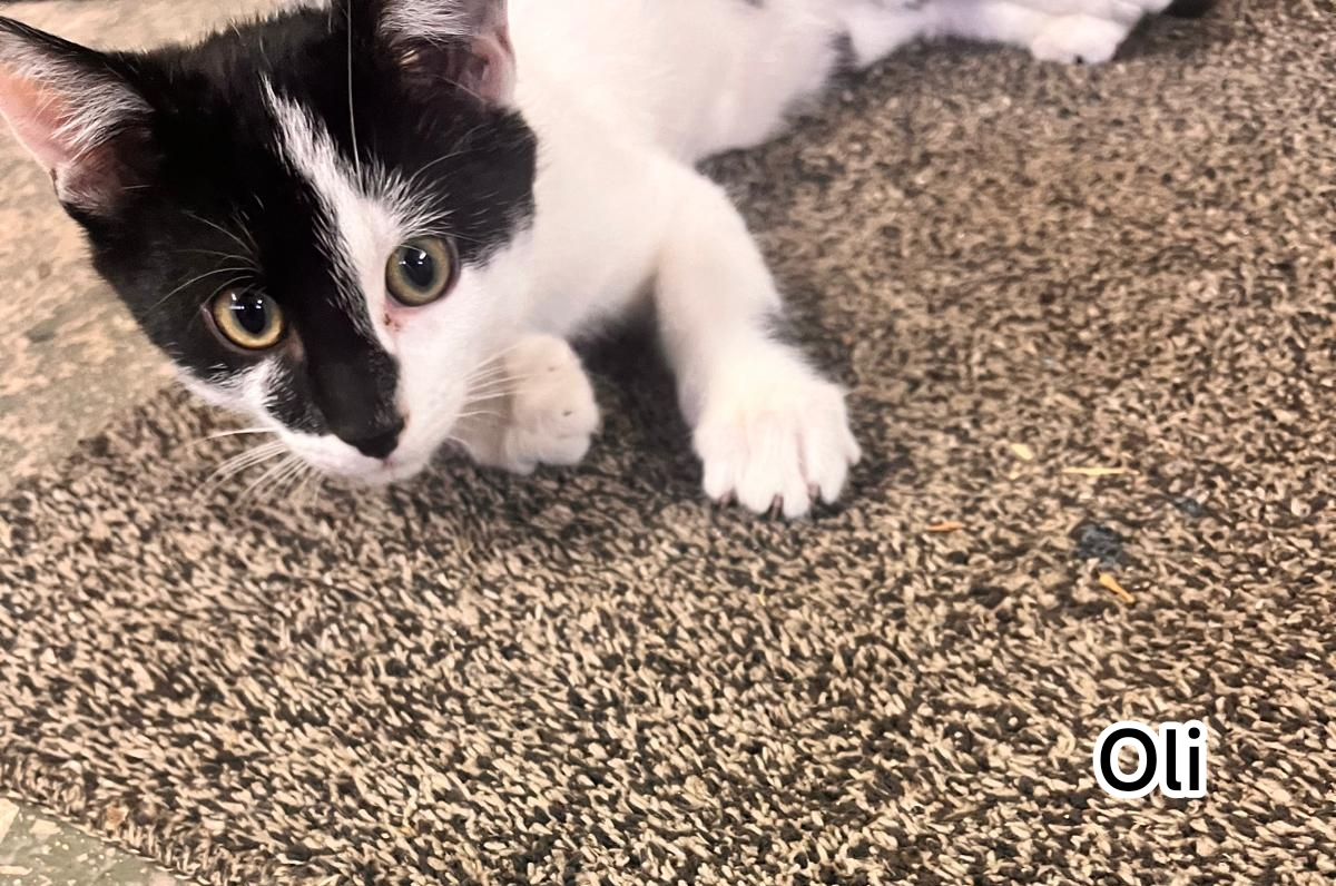 OLI