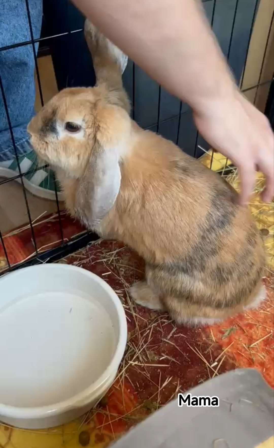 MAMA
