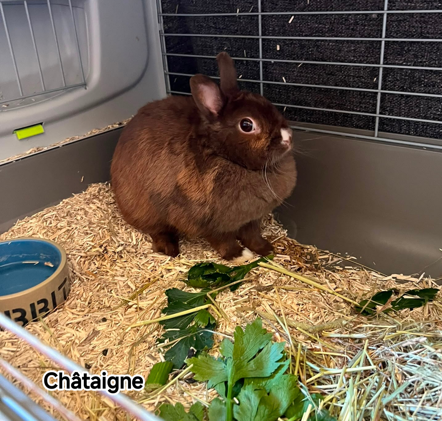 CHATAIGNE
