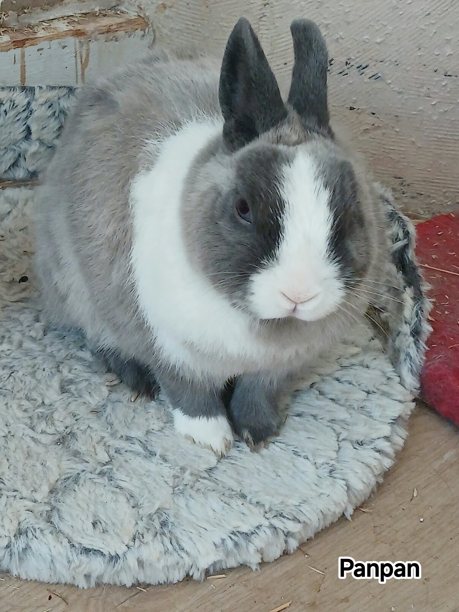 PANPAN