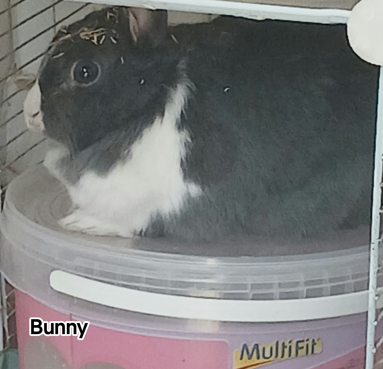 BUNNY