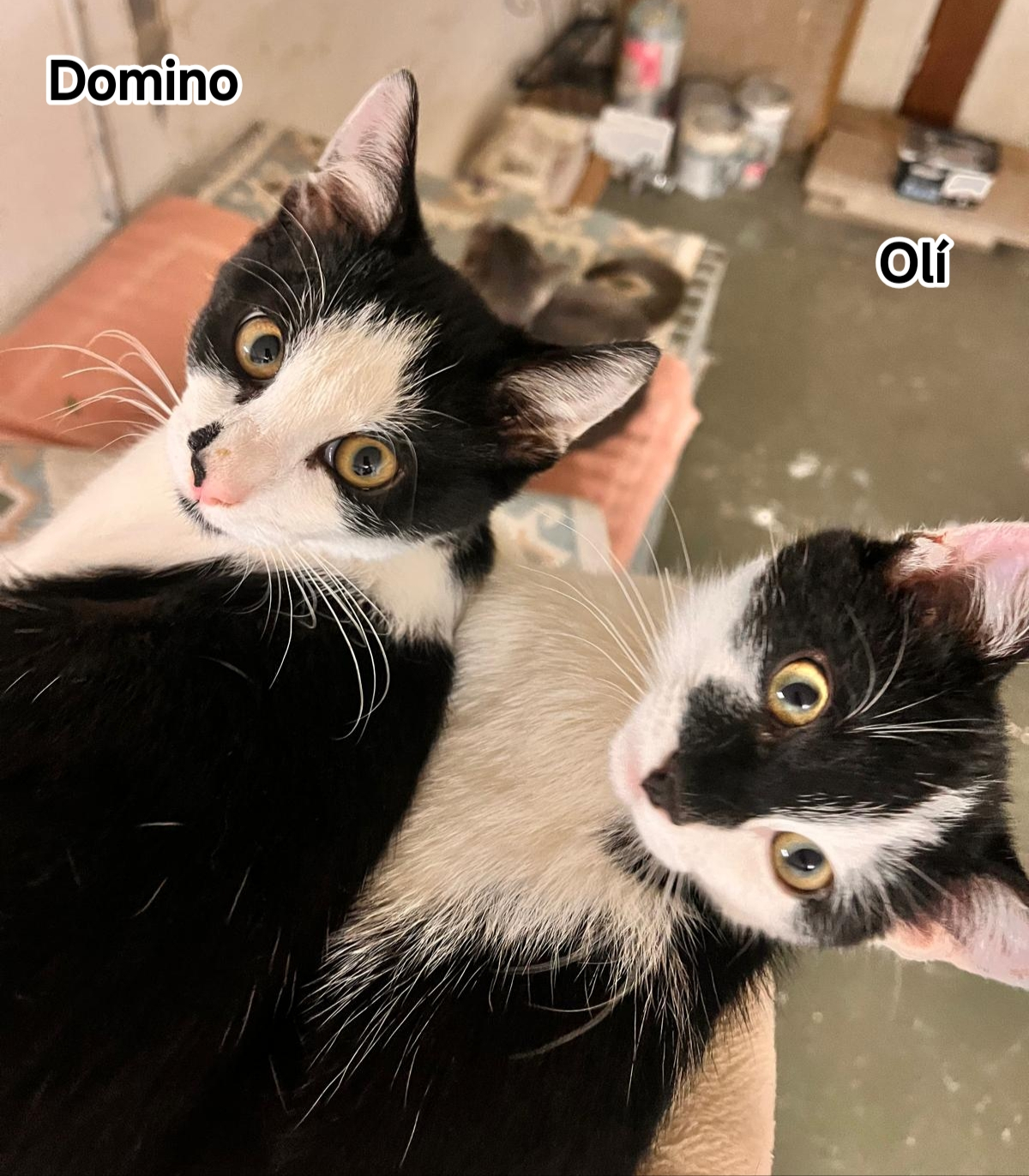 DOMINO