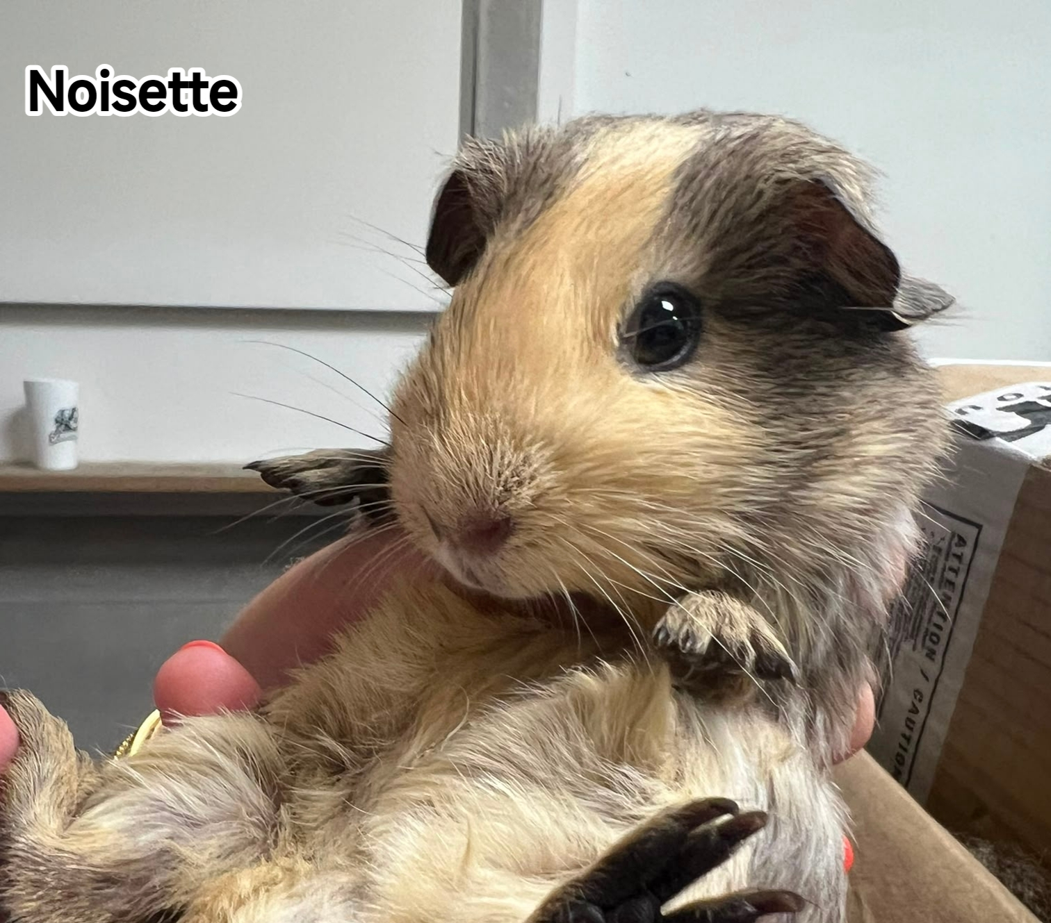 NOISETTE