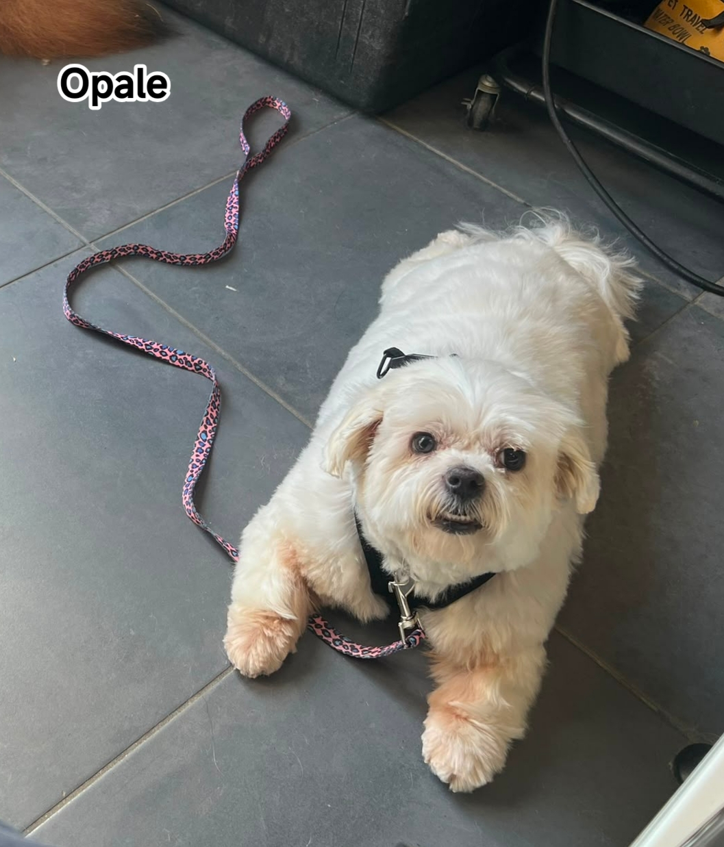 OPALE