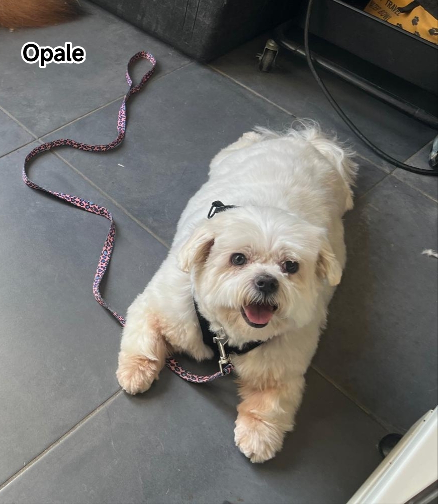 OPALE