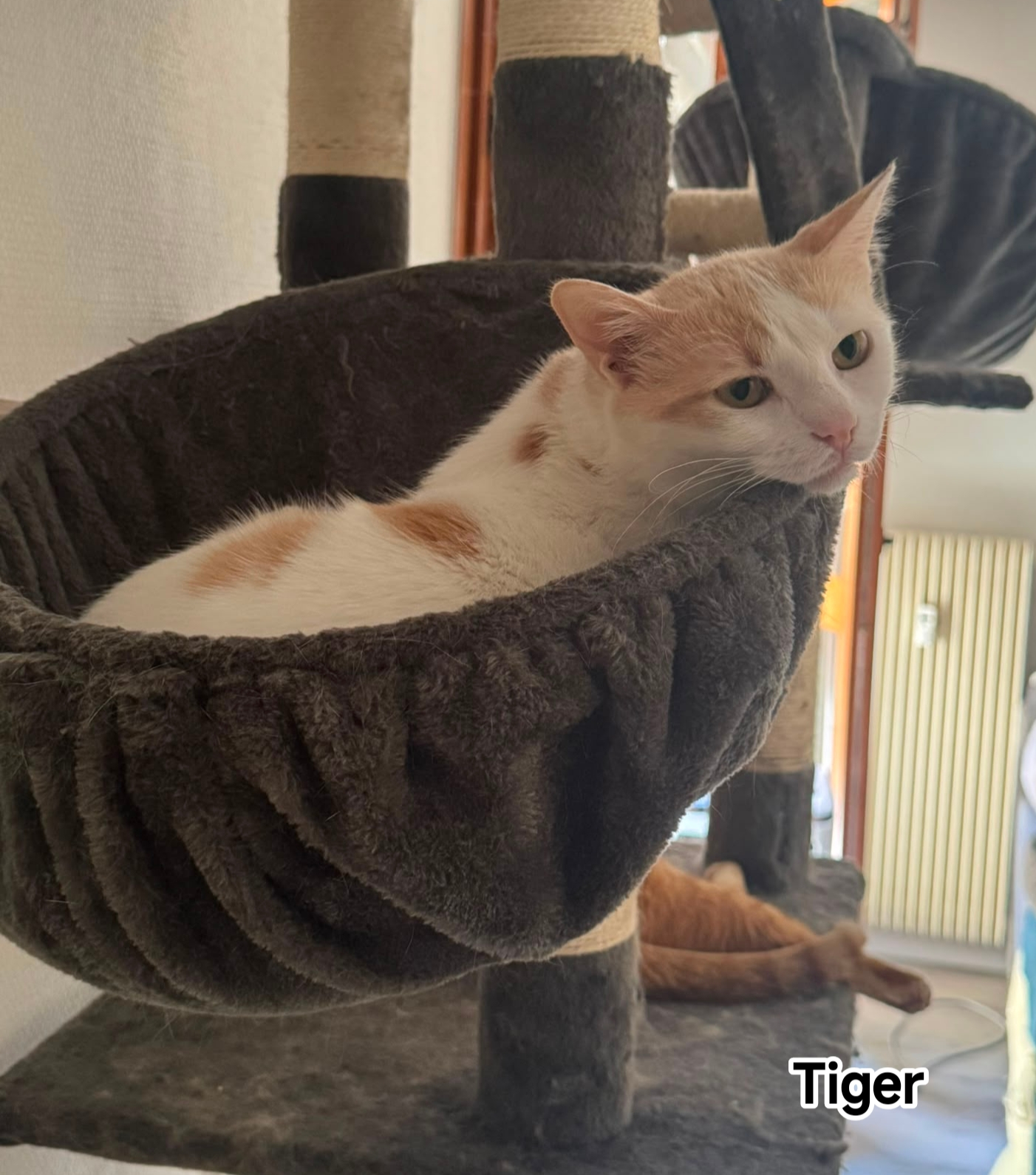 TIGER