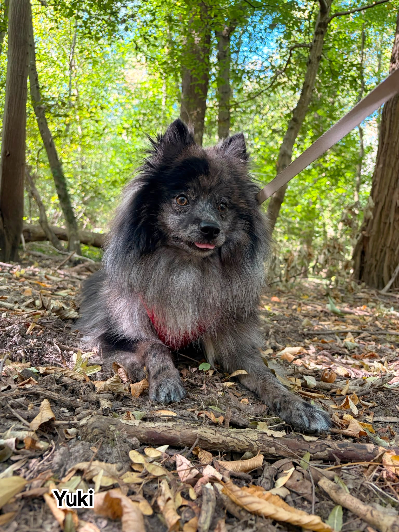 YUKI