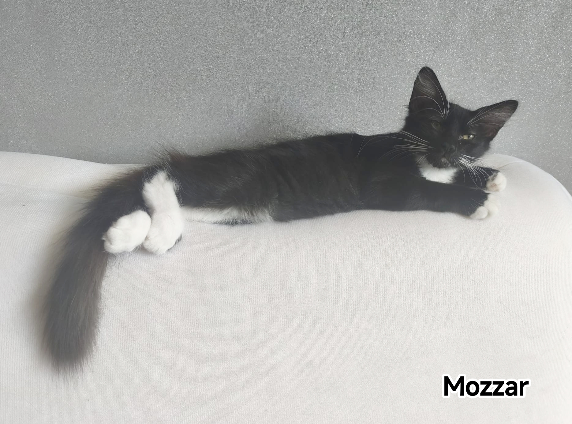 MOZZAR