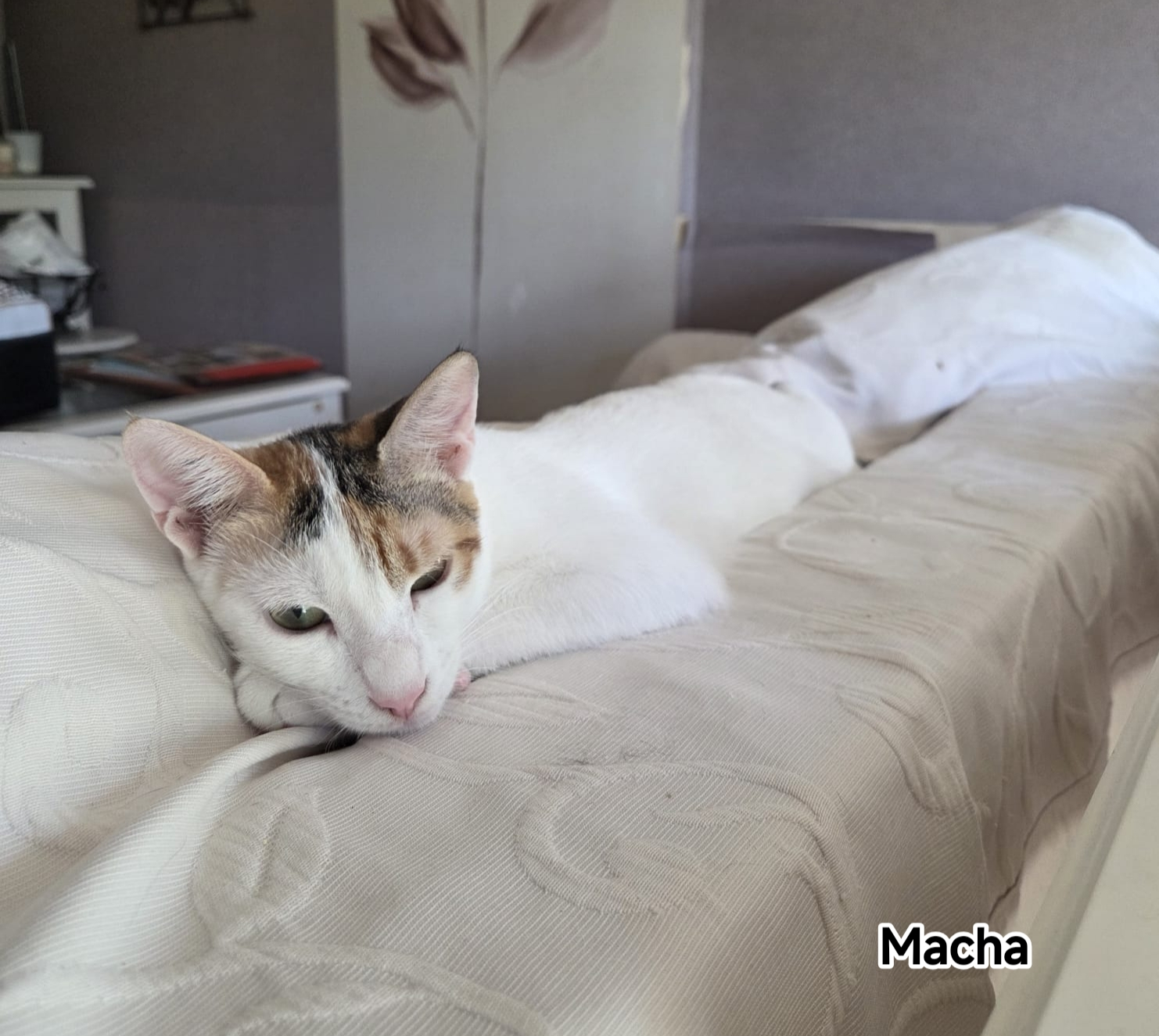 MACHA