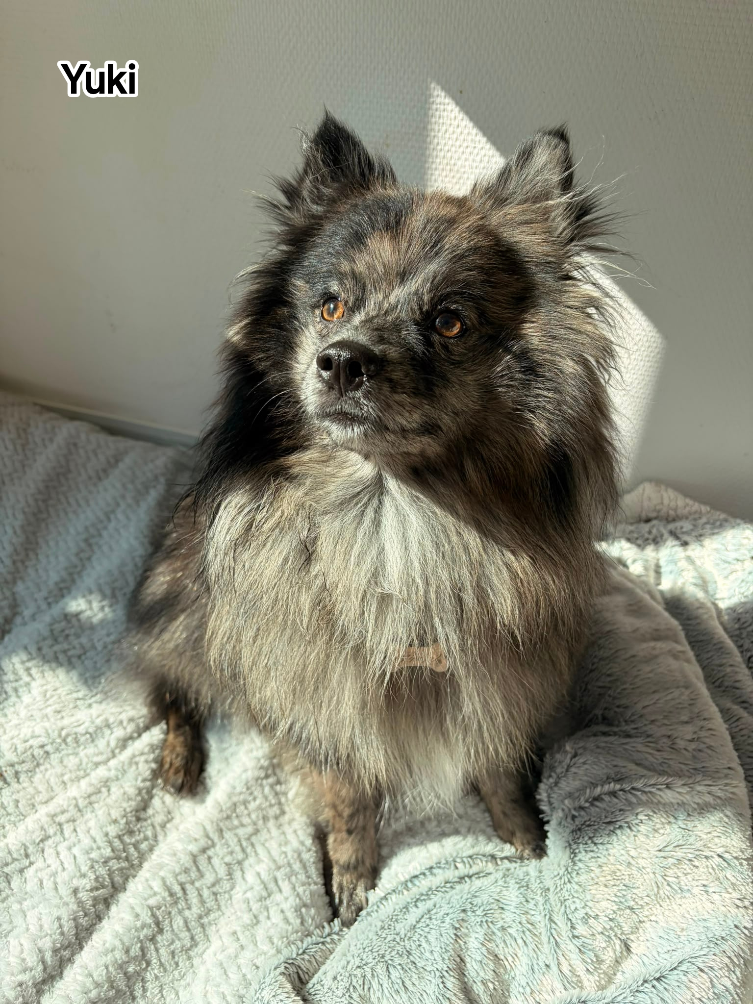 YUKI