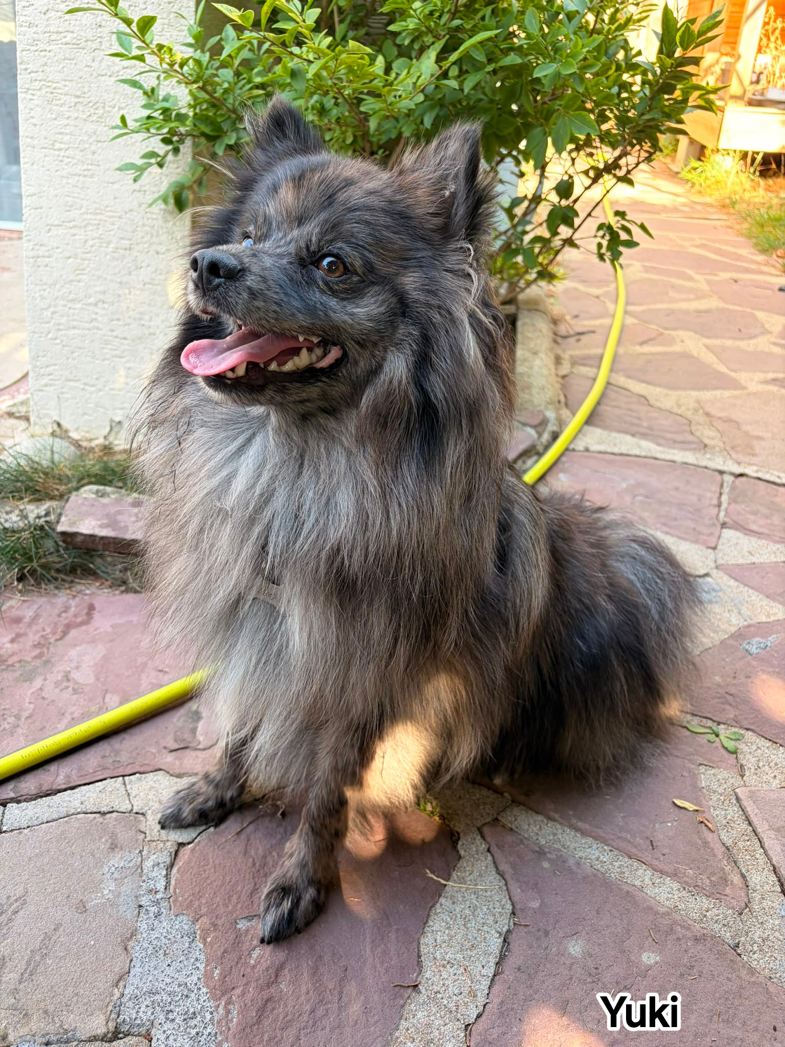 YUKI