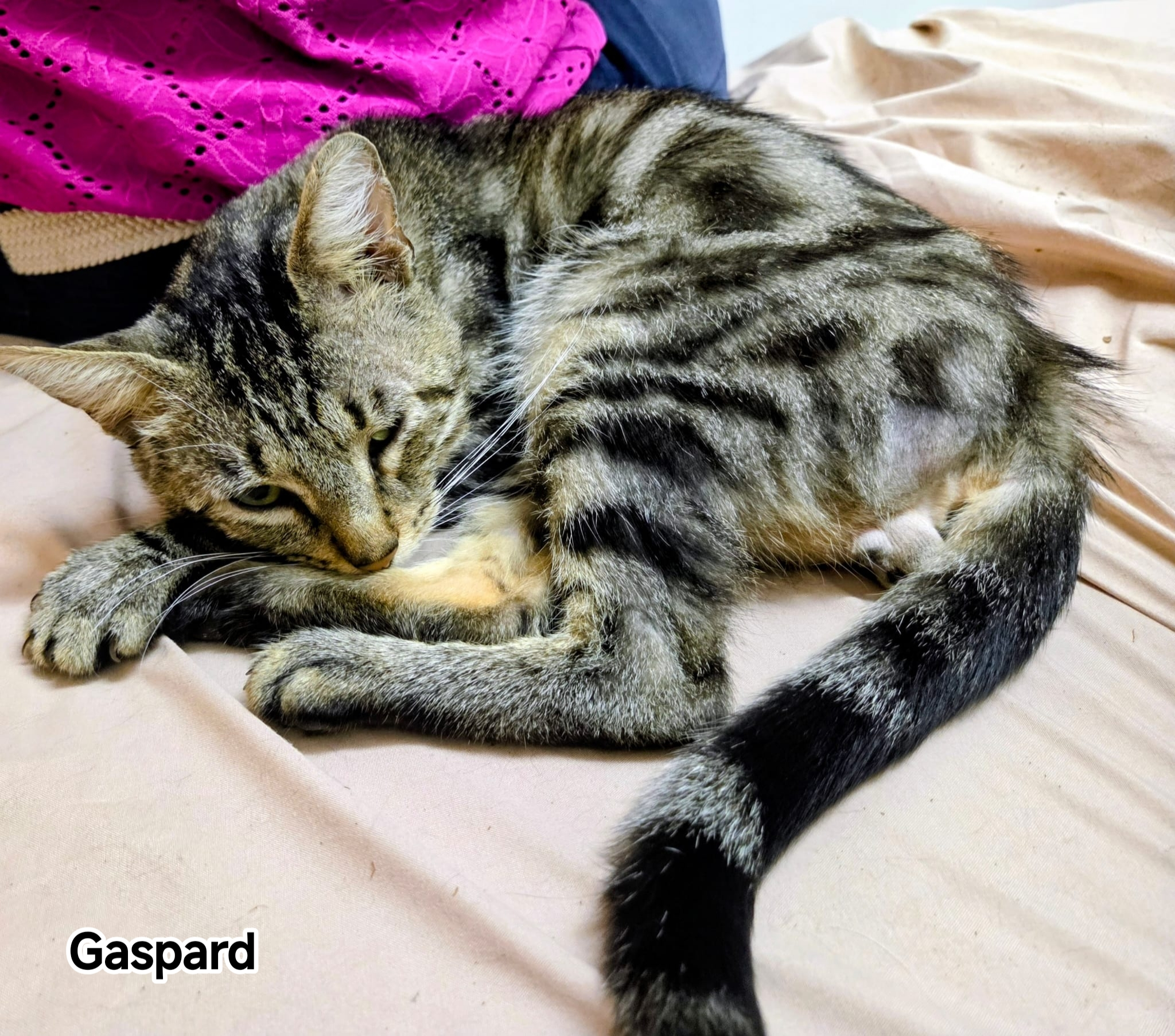 GASPARD