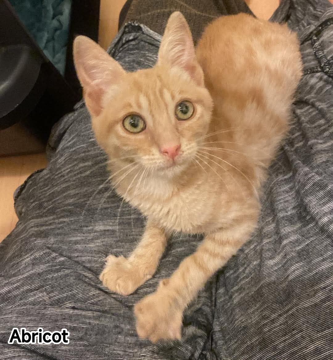 ABRICOT