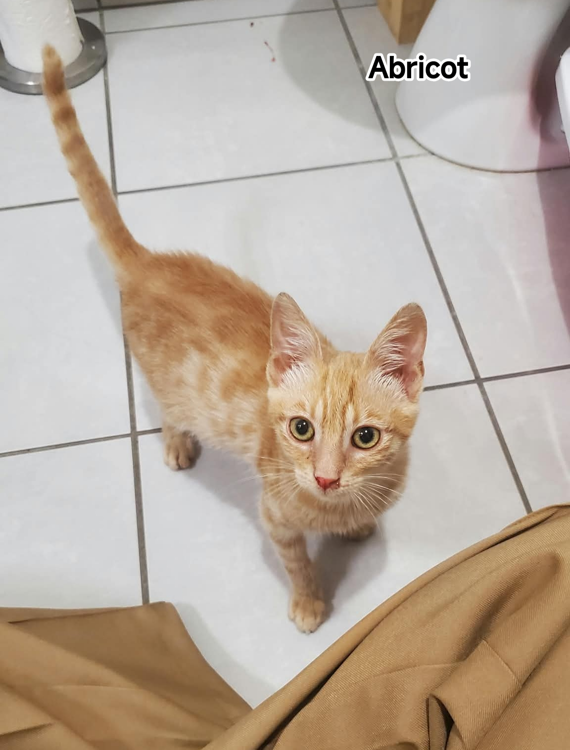 ABRICOT