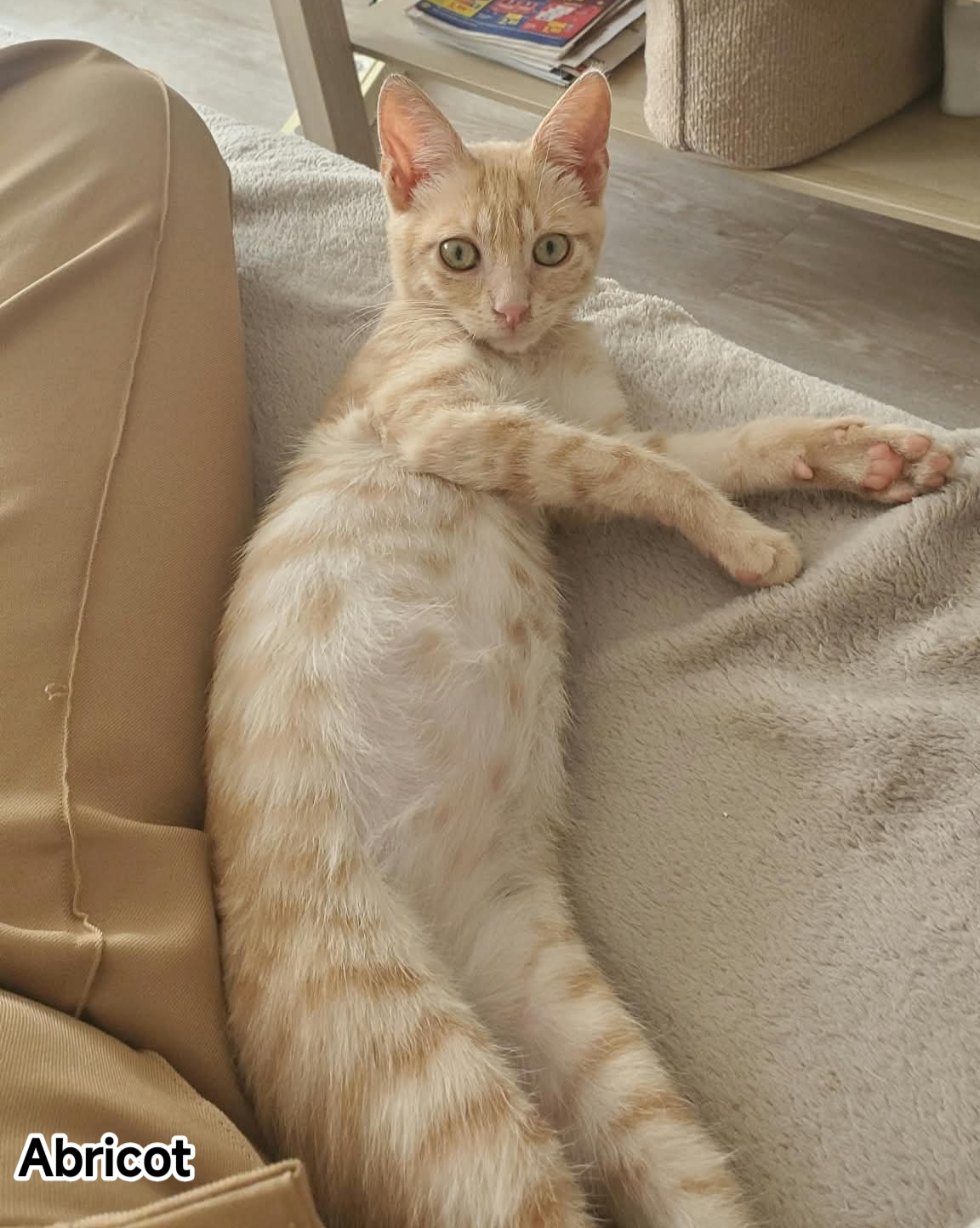 ABRICOT