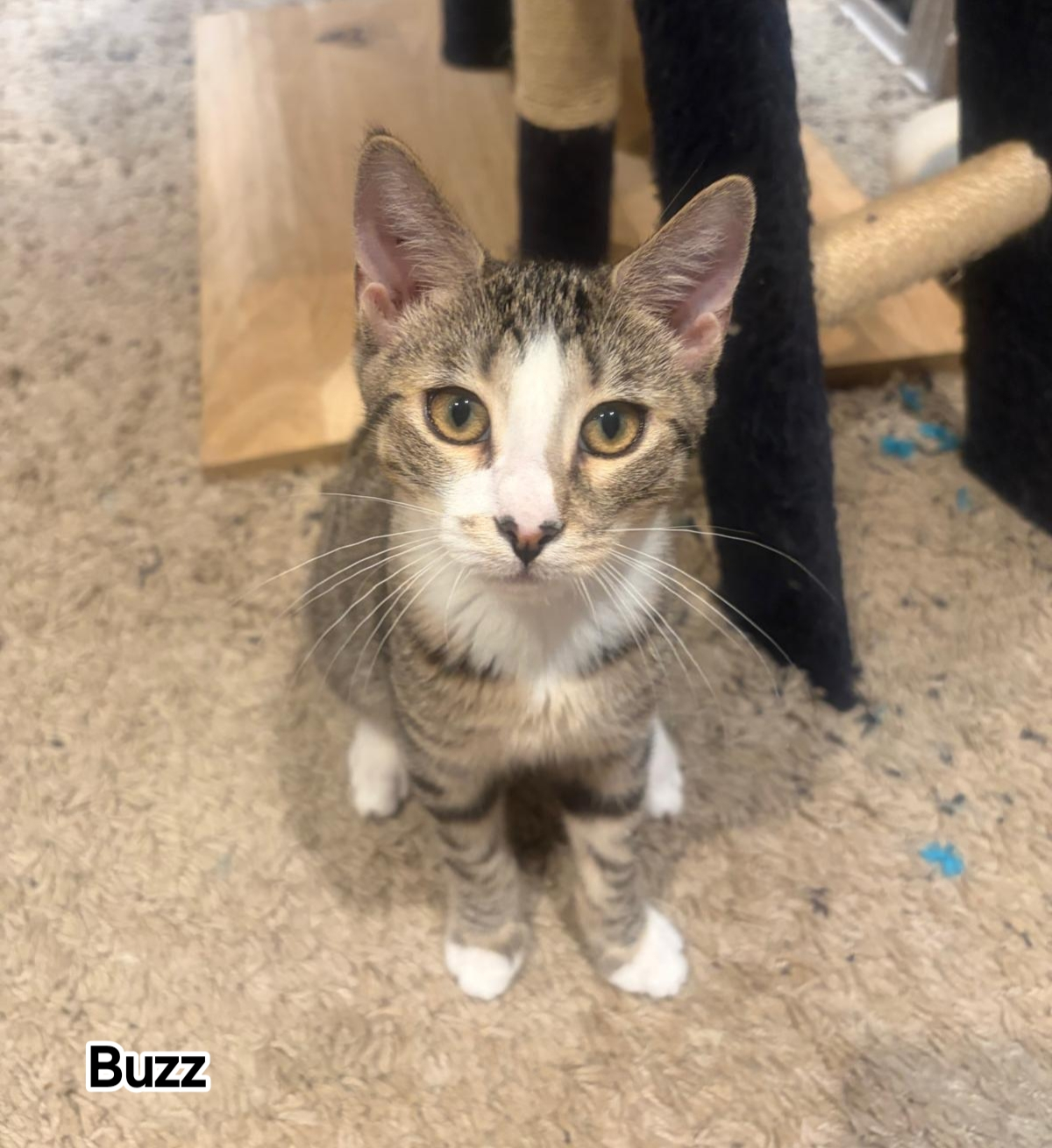 BUZZ