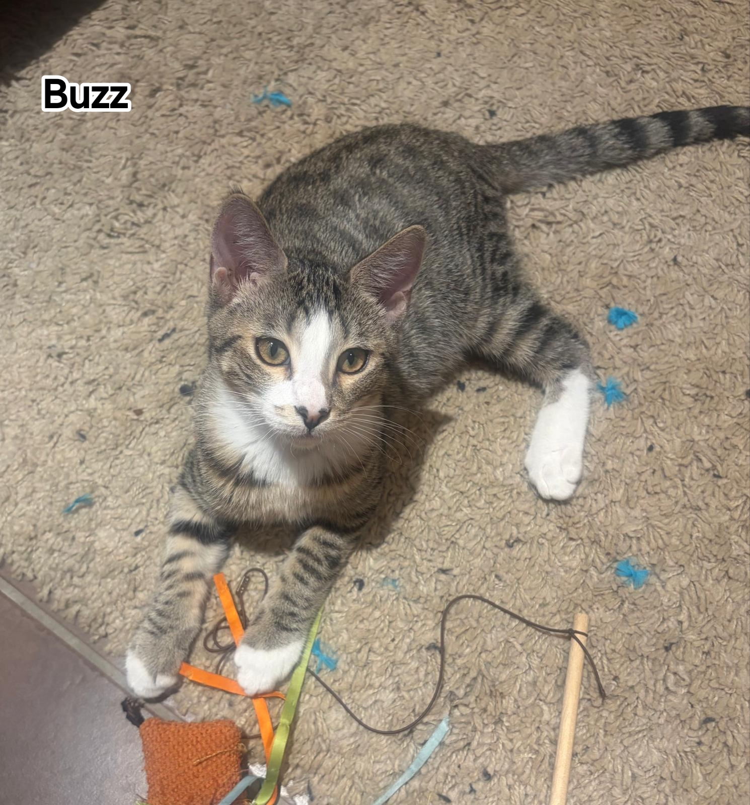 BUZZ