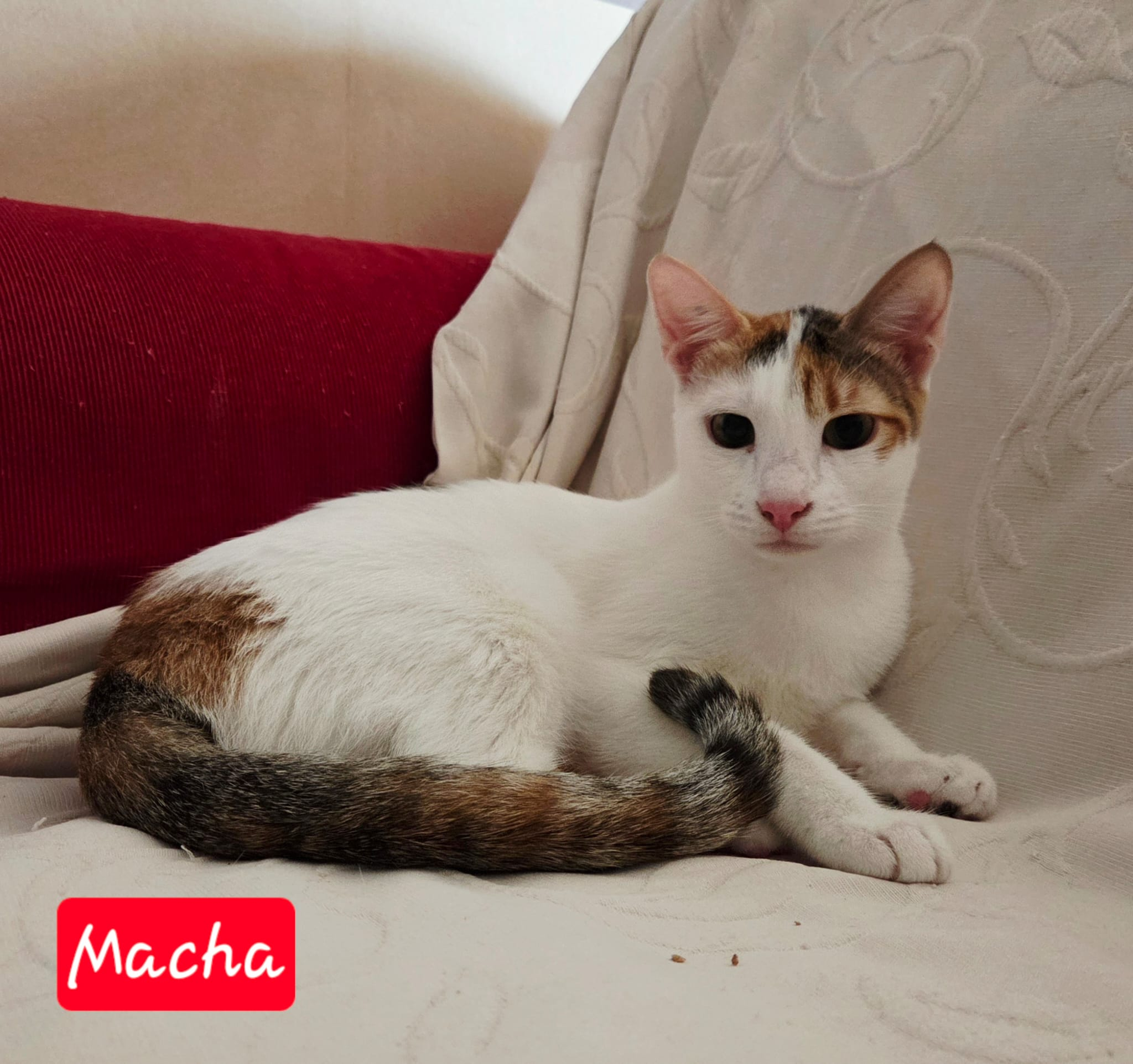 MACHA