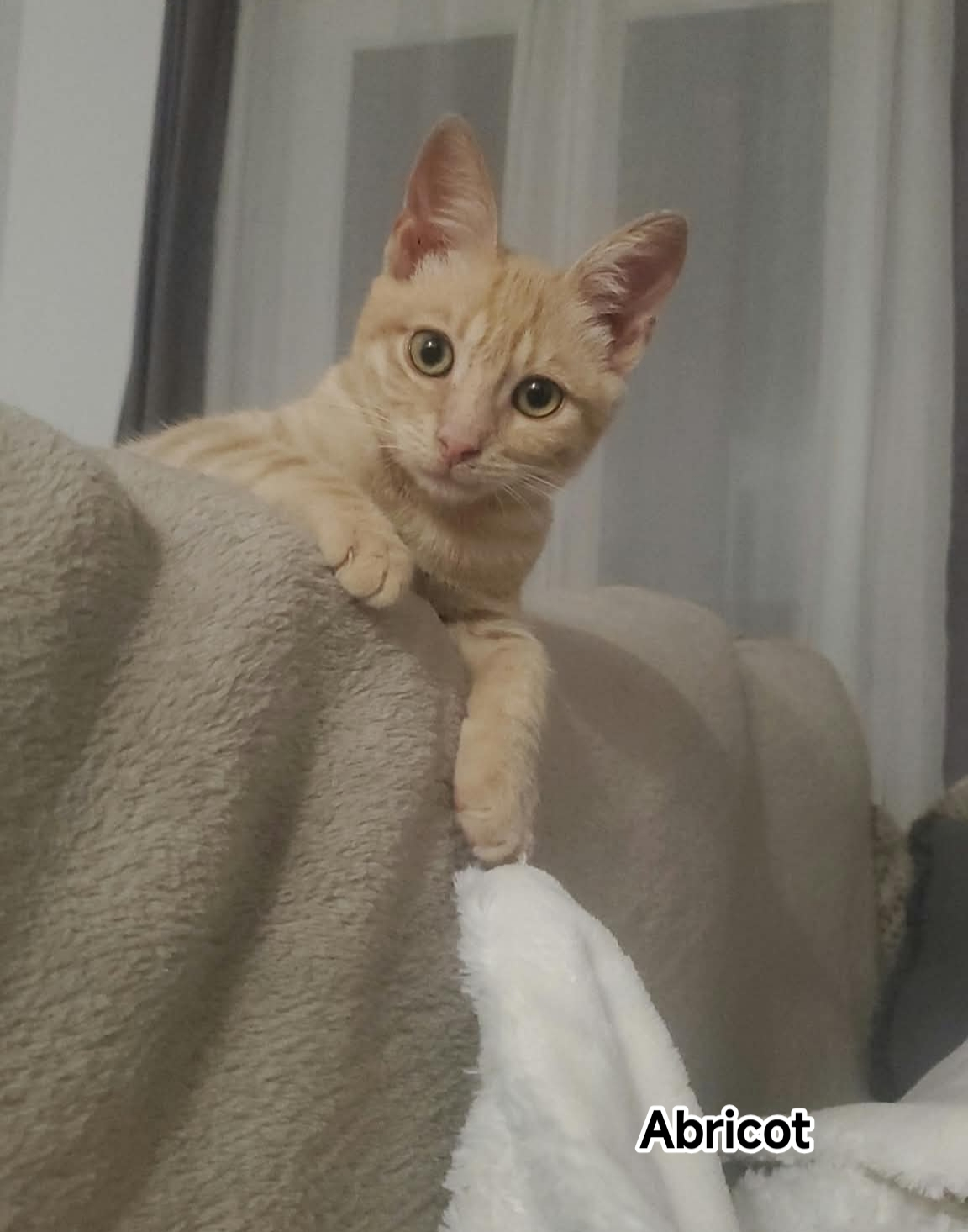 ABRICOT