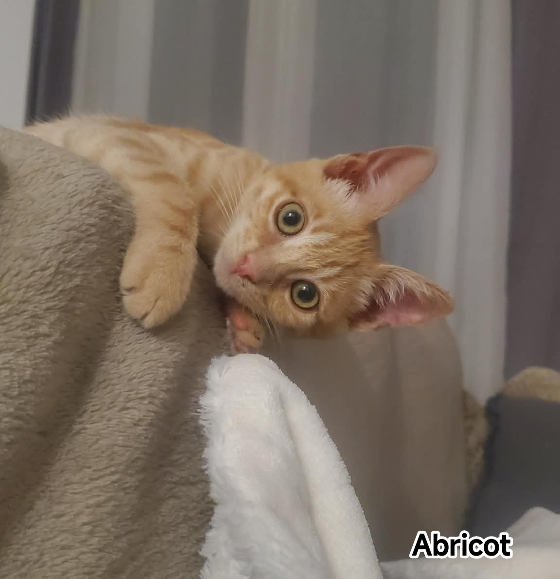 ABRICOT