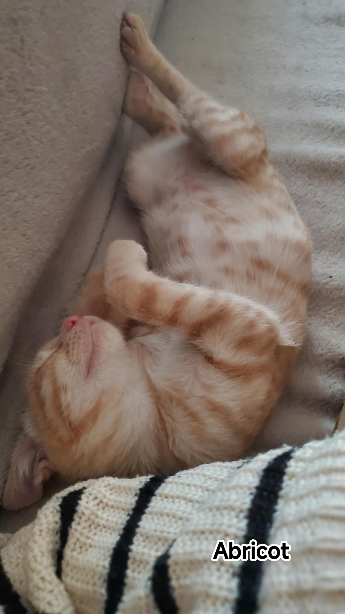 ABRICOT
