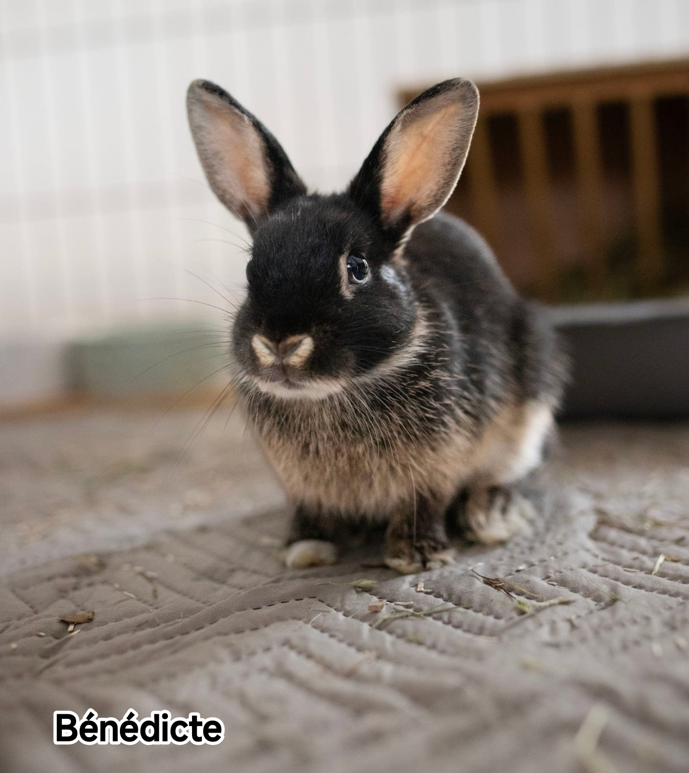 BENEDICTE