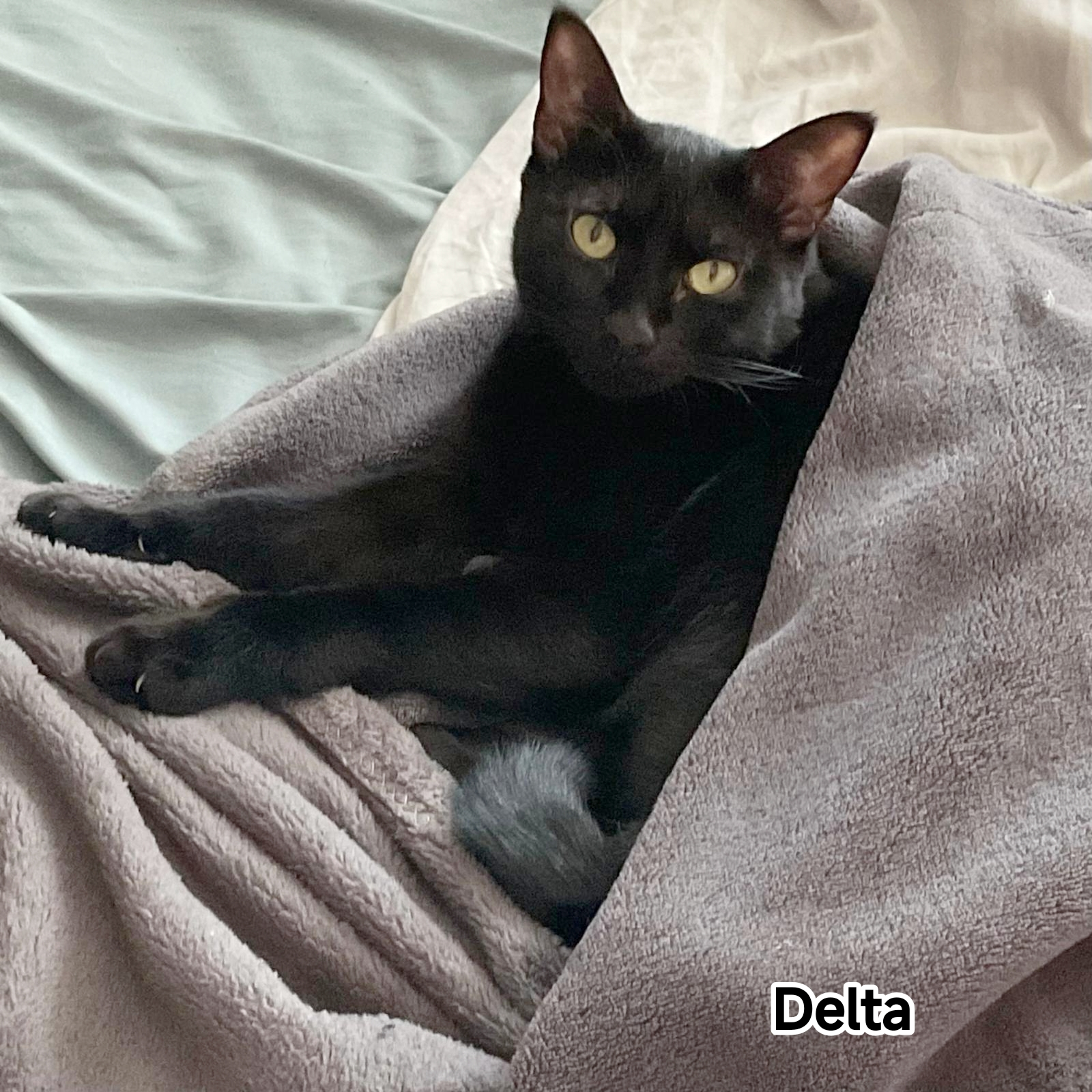 DELTA