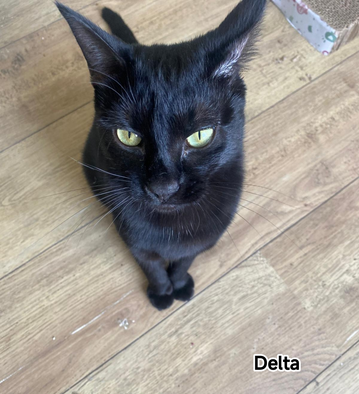 DELTA