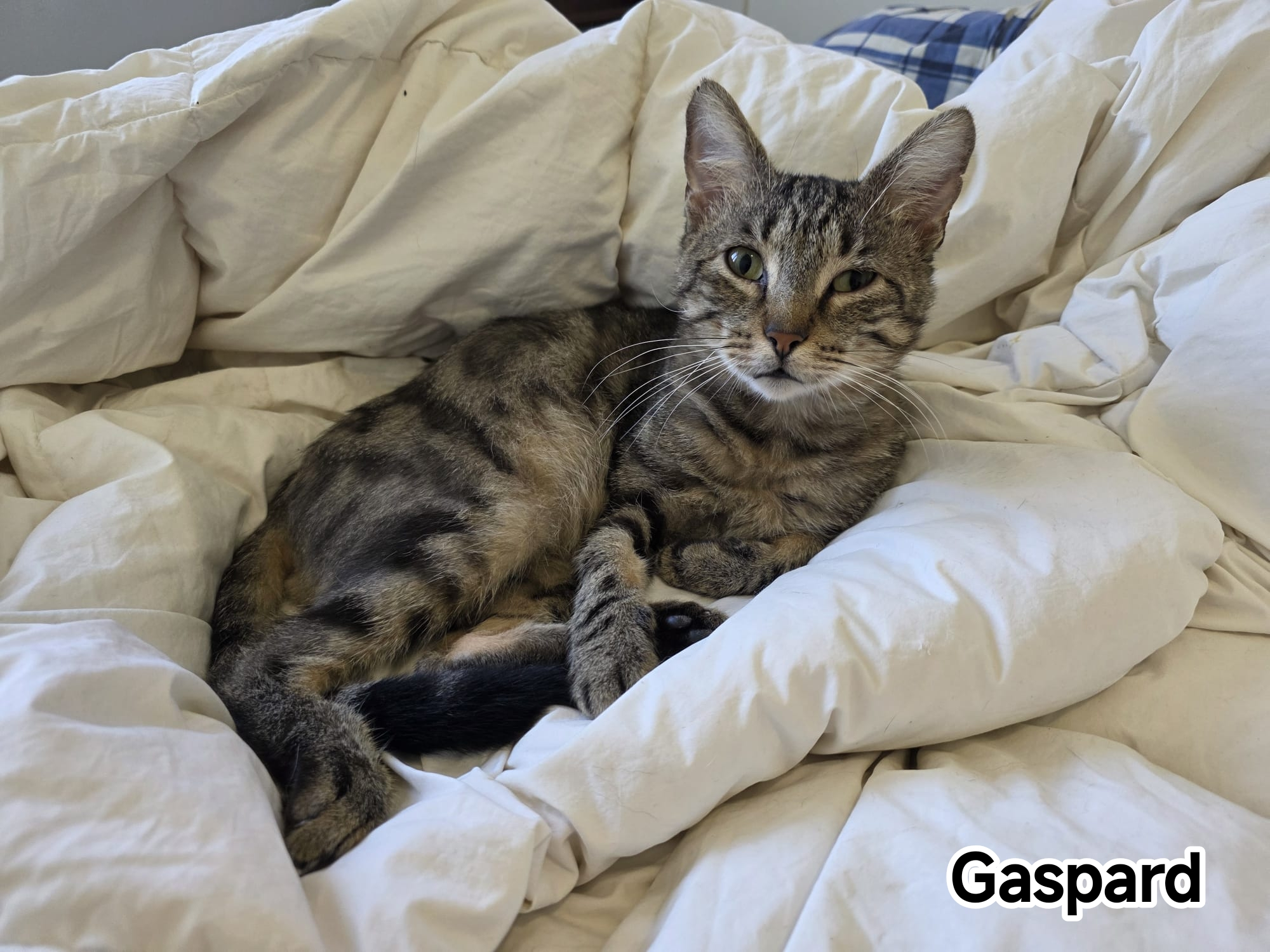 GASPARD