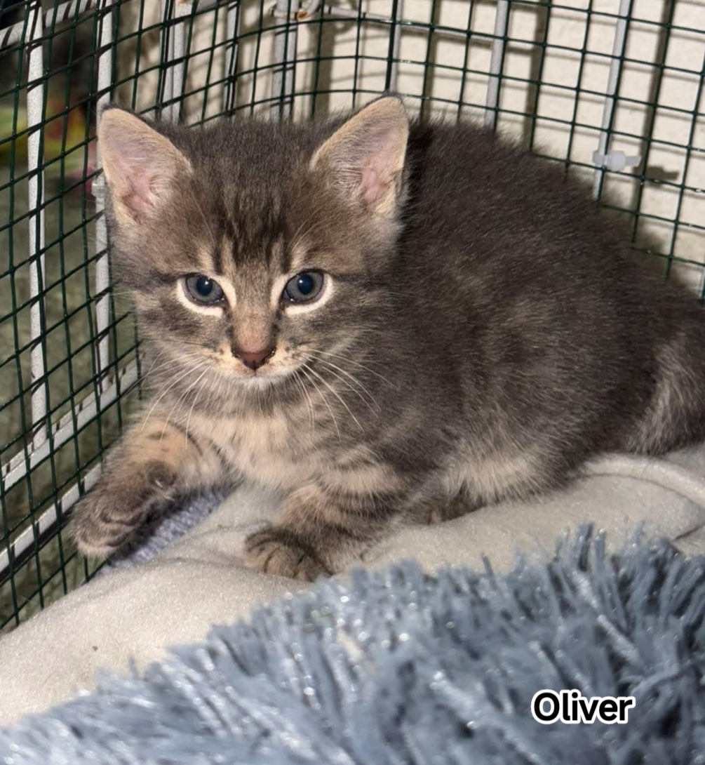 OLIVER