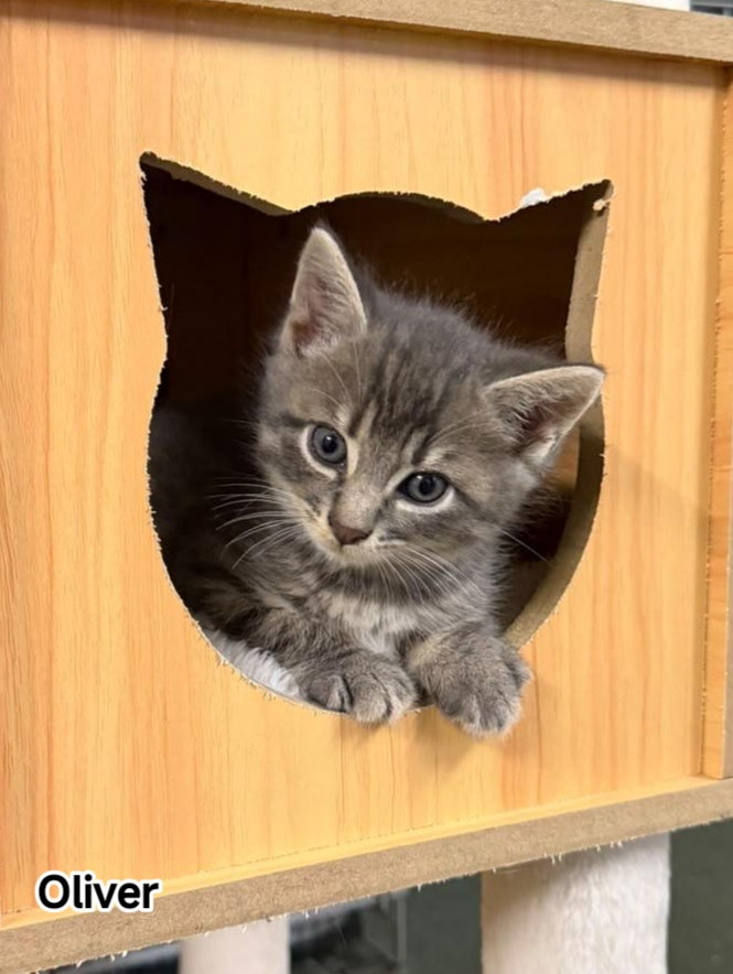 OLIVER
