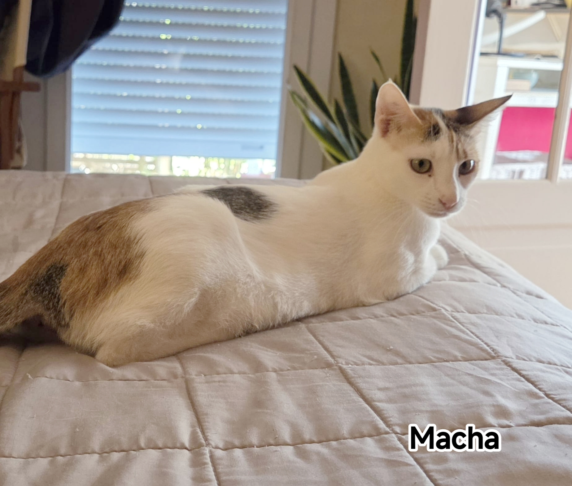 MACHA