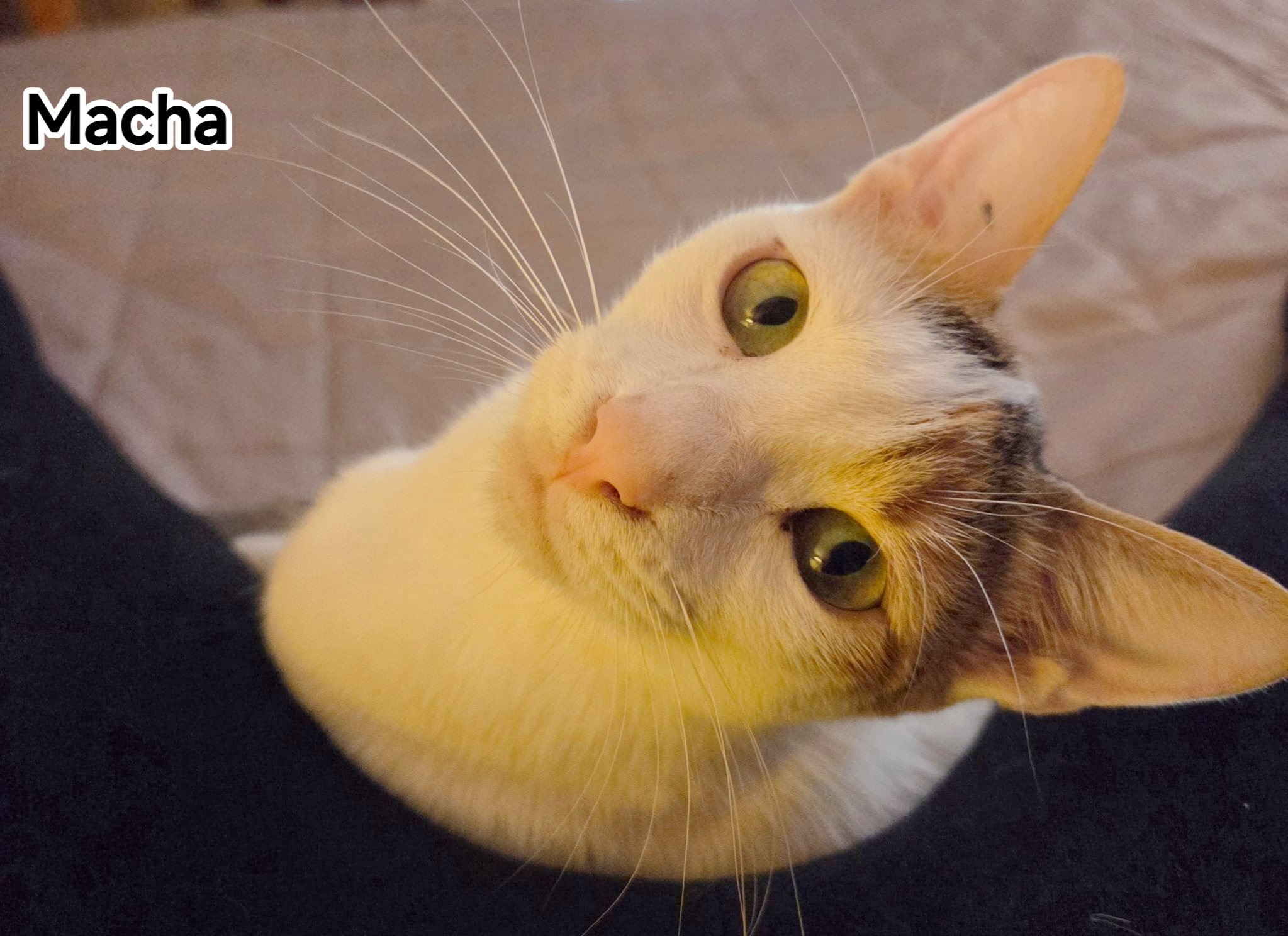 MACHA