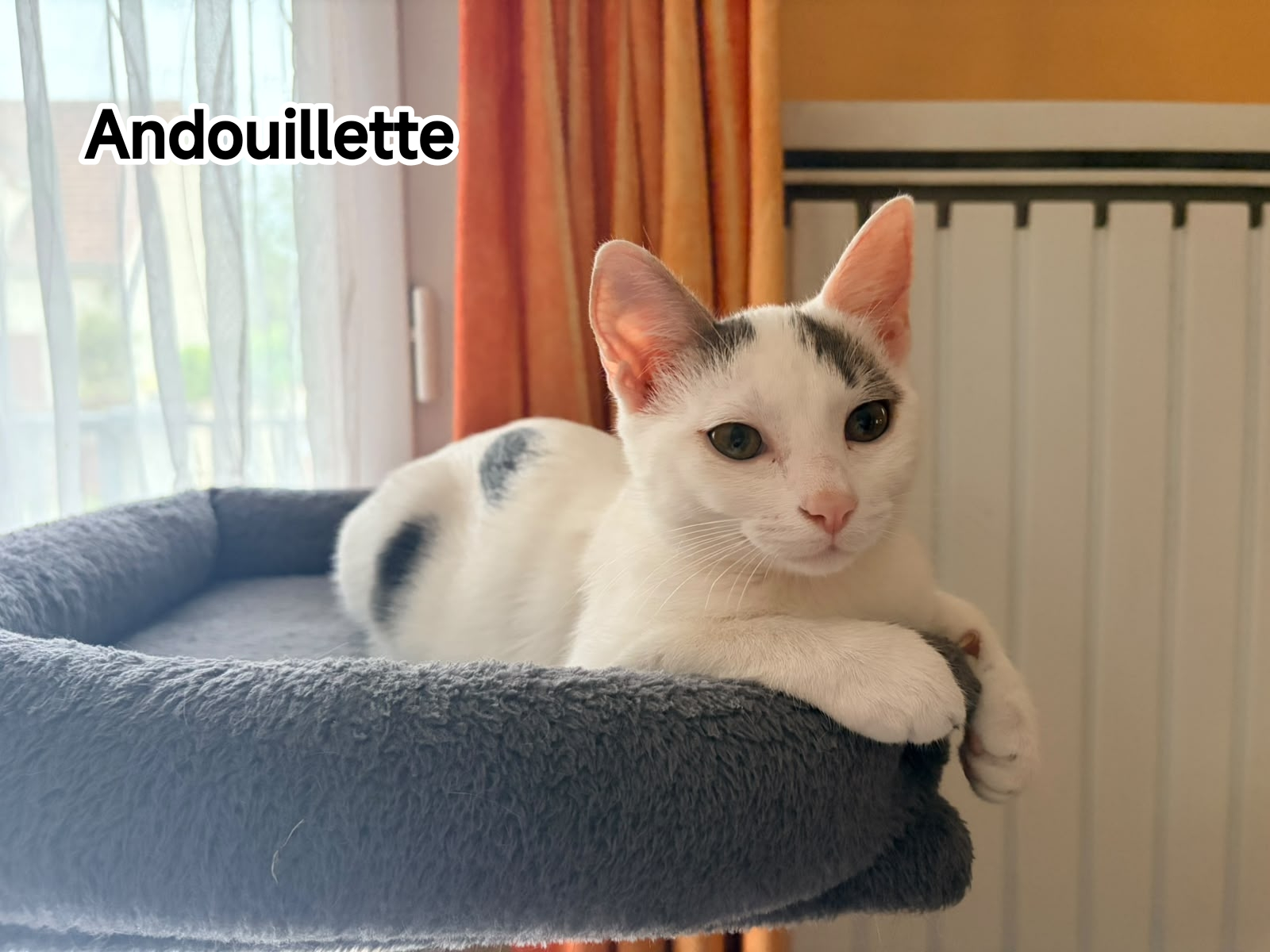 ANDOUILLETTE