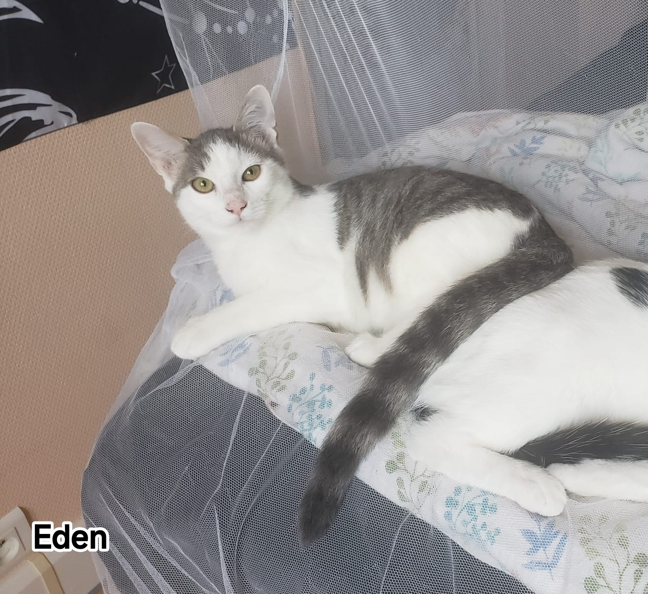 EDEN