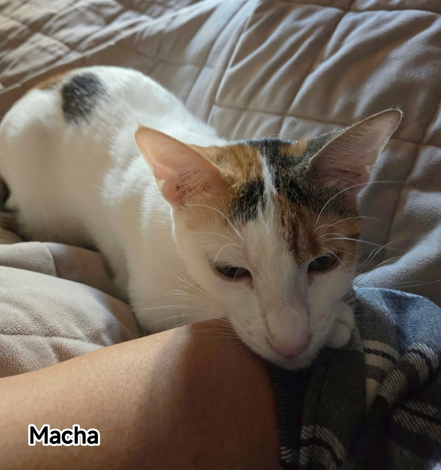 MACHA