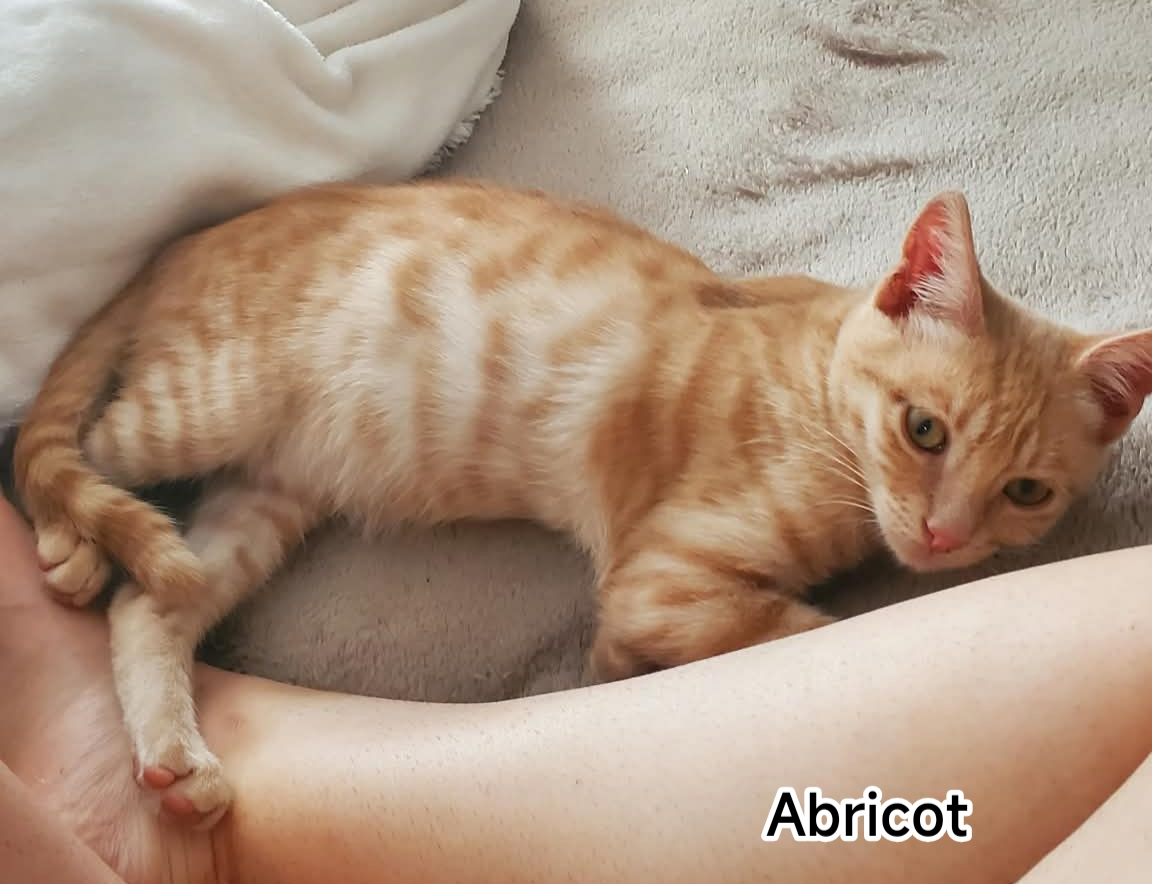 ABRICOT