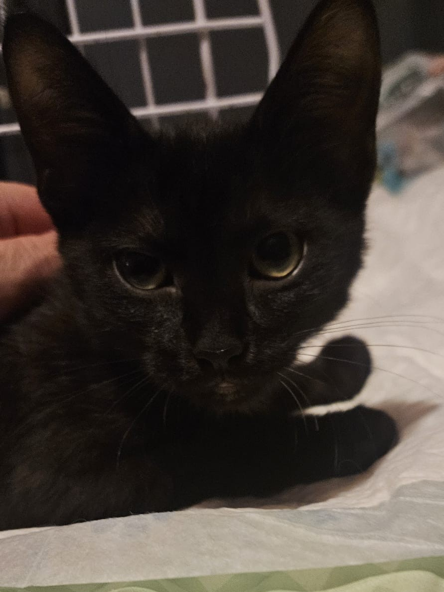 Bella
