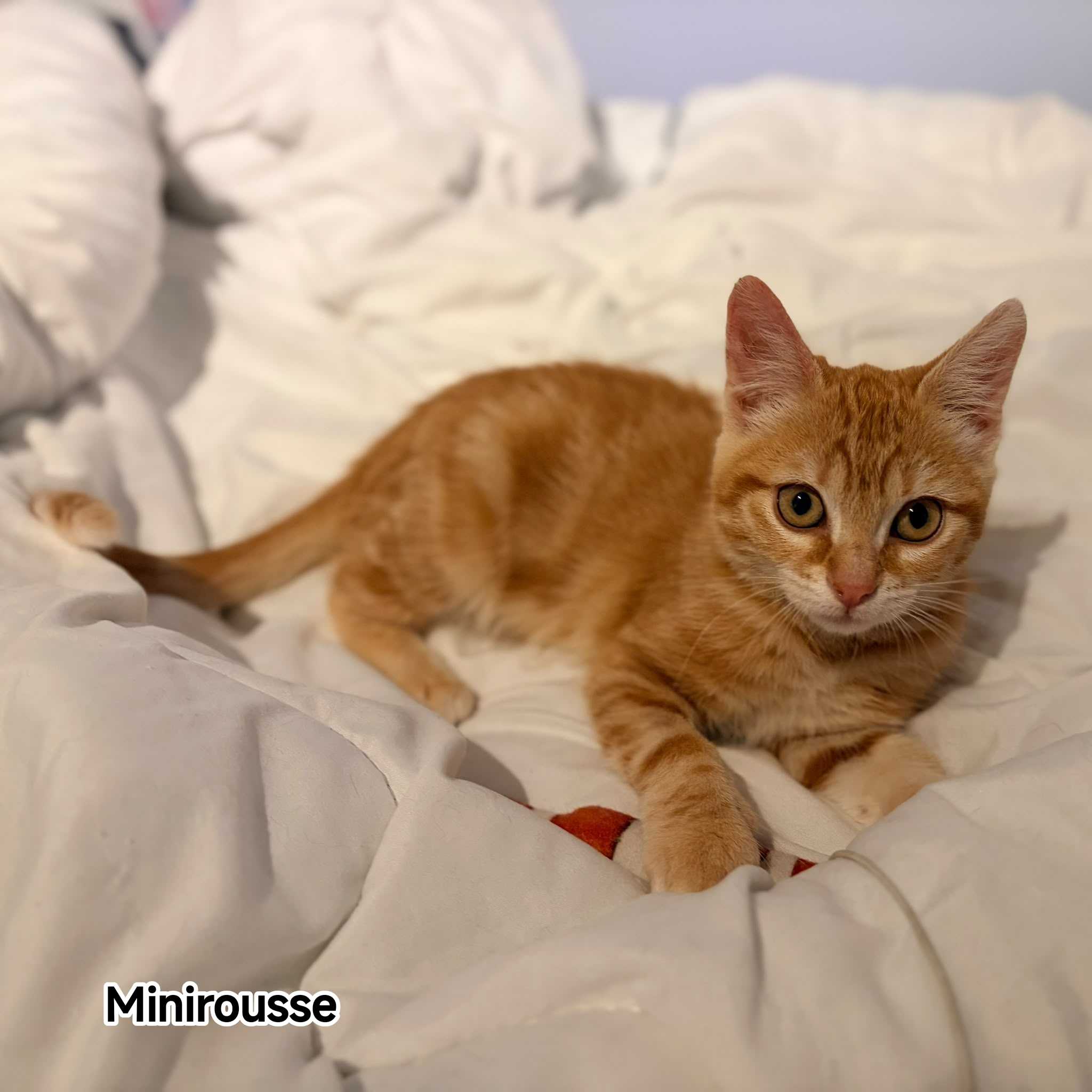 MINIROUSSE