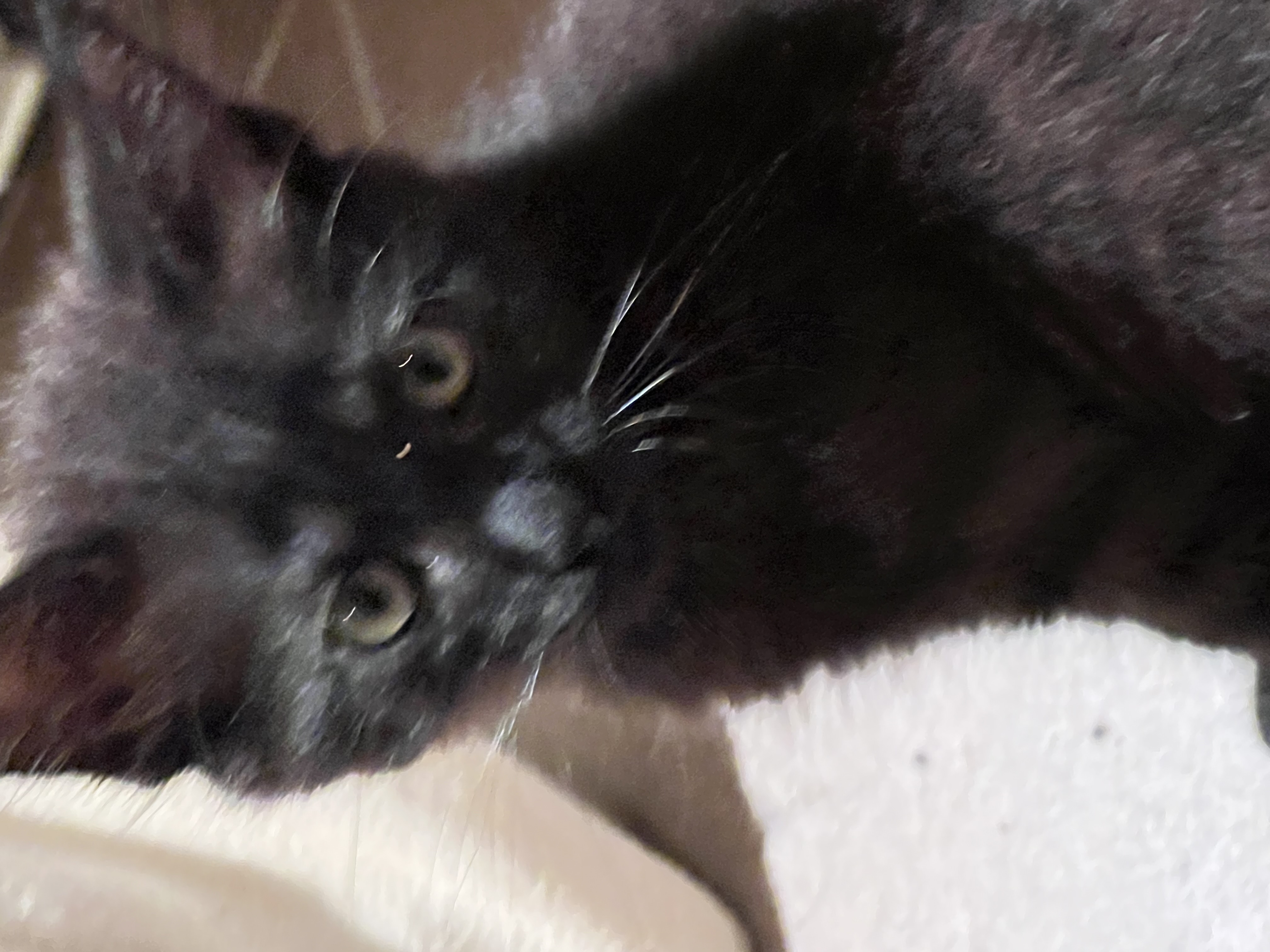 ARES