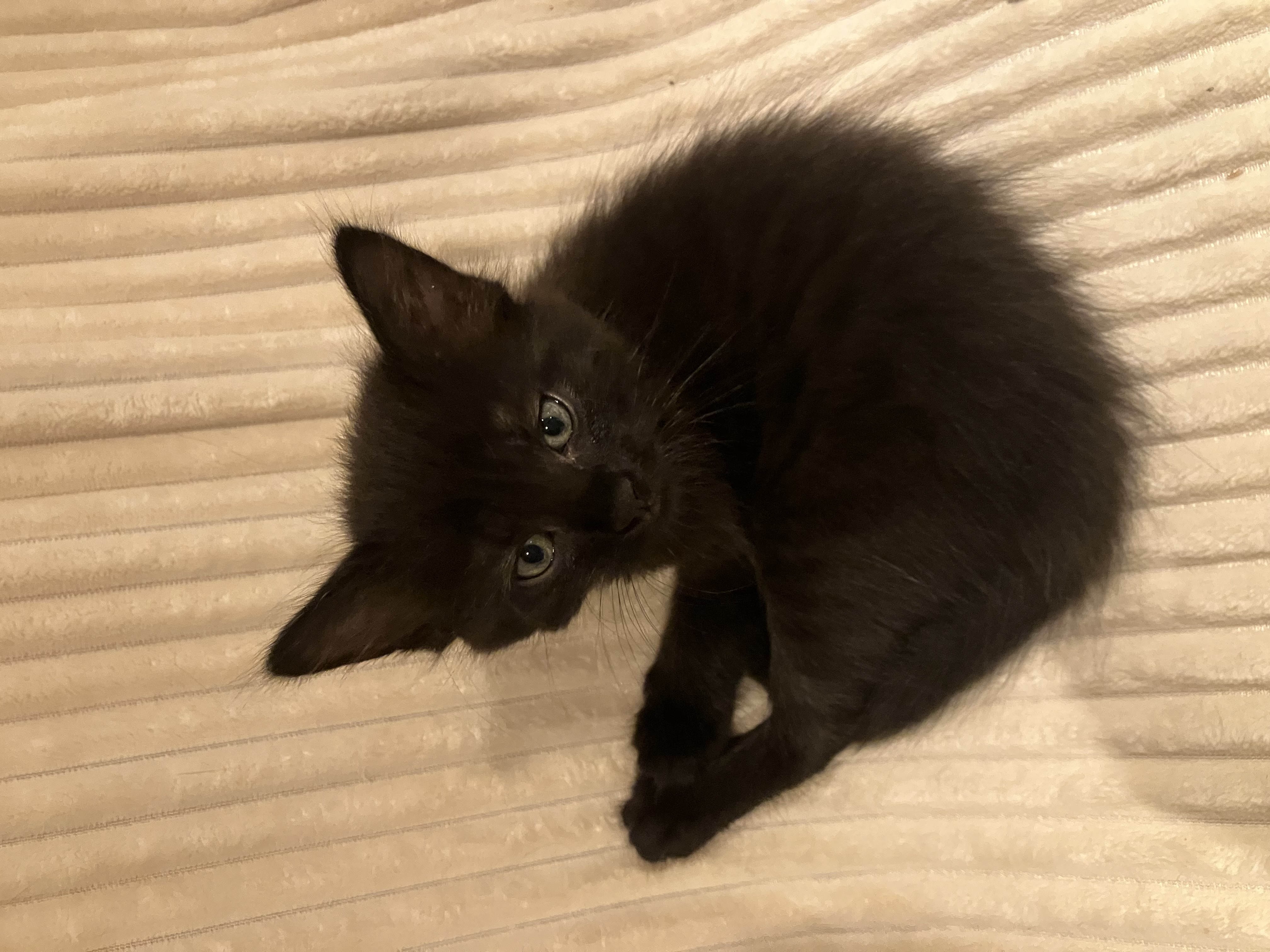 ARES