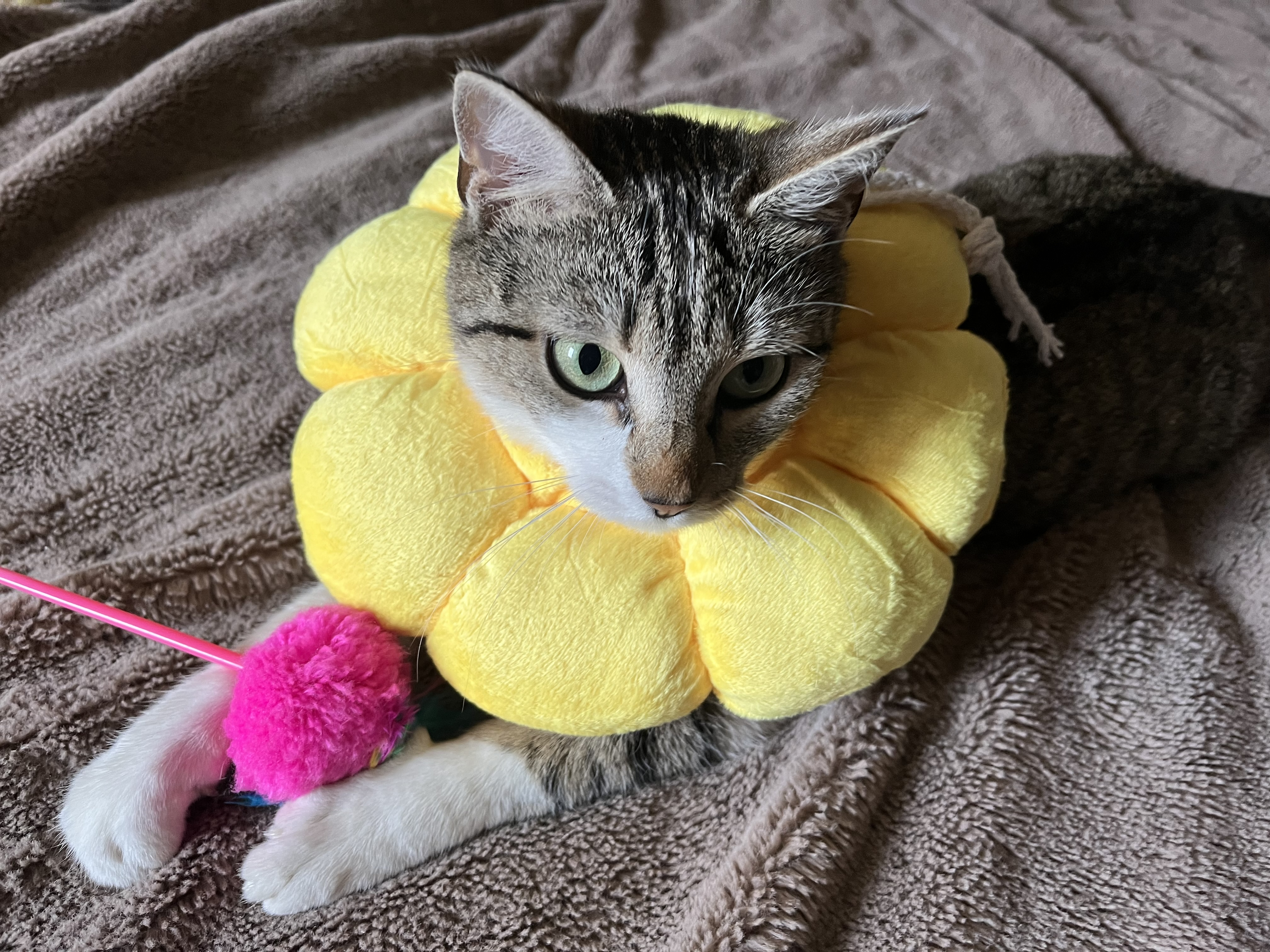Aloha
