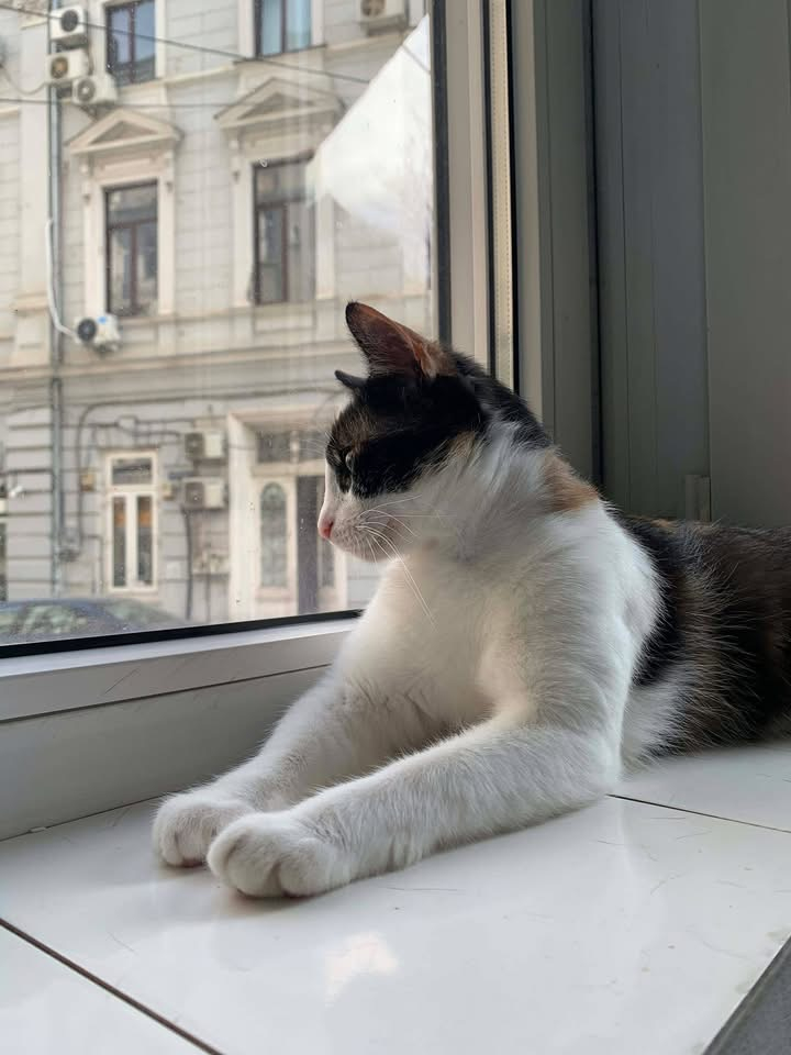 Mimi